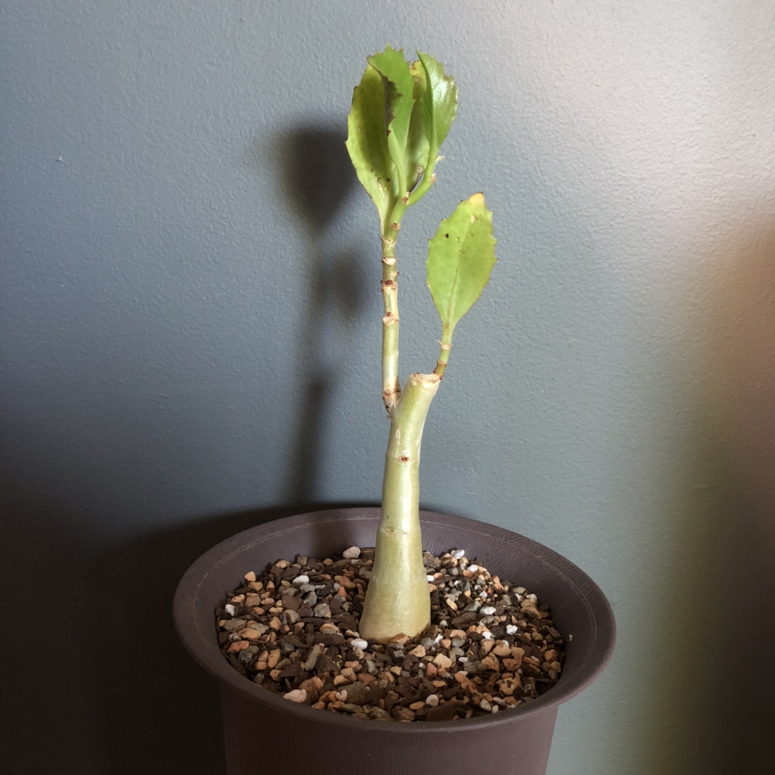 Photo of the plant species Butter Bush by @whoreofbabylon named Cyphostemma juttae on Greg, the plant care app