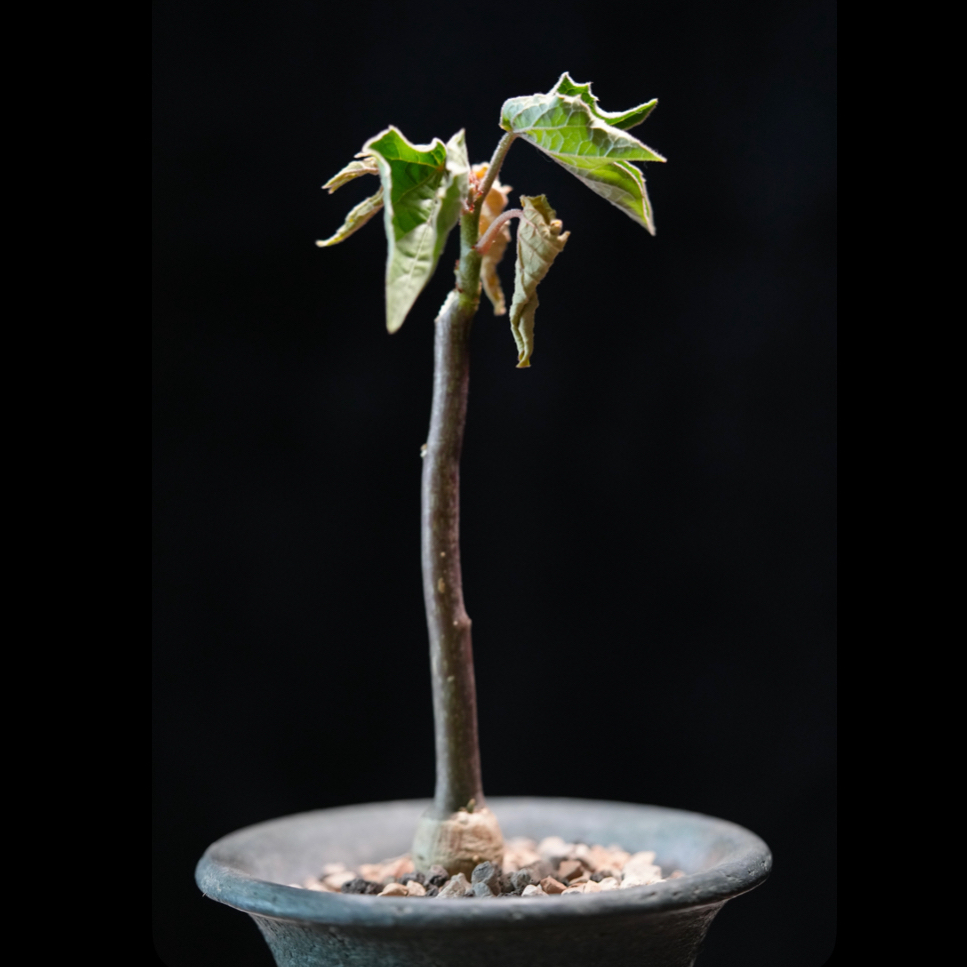 Adenia volkensii