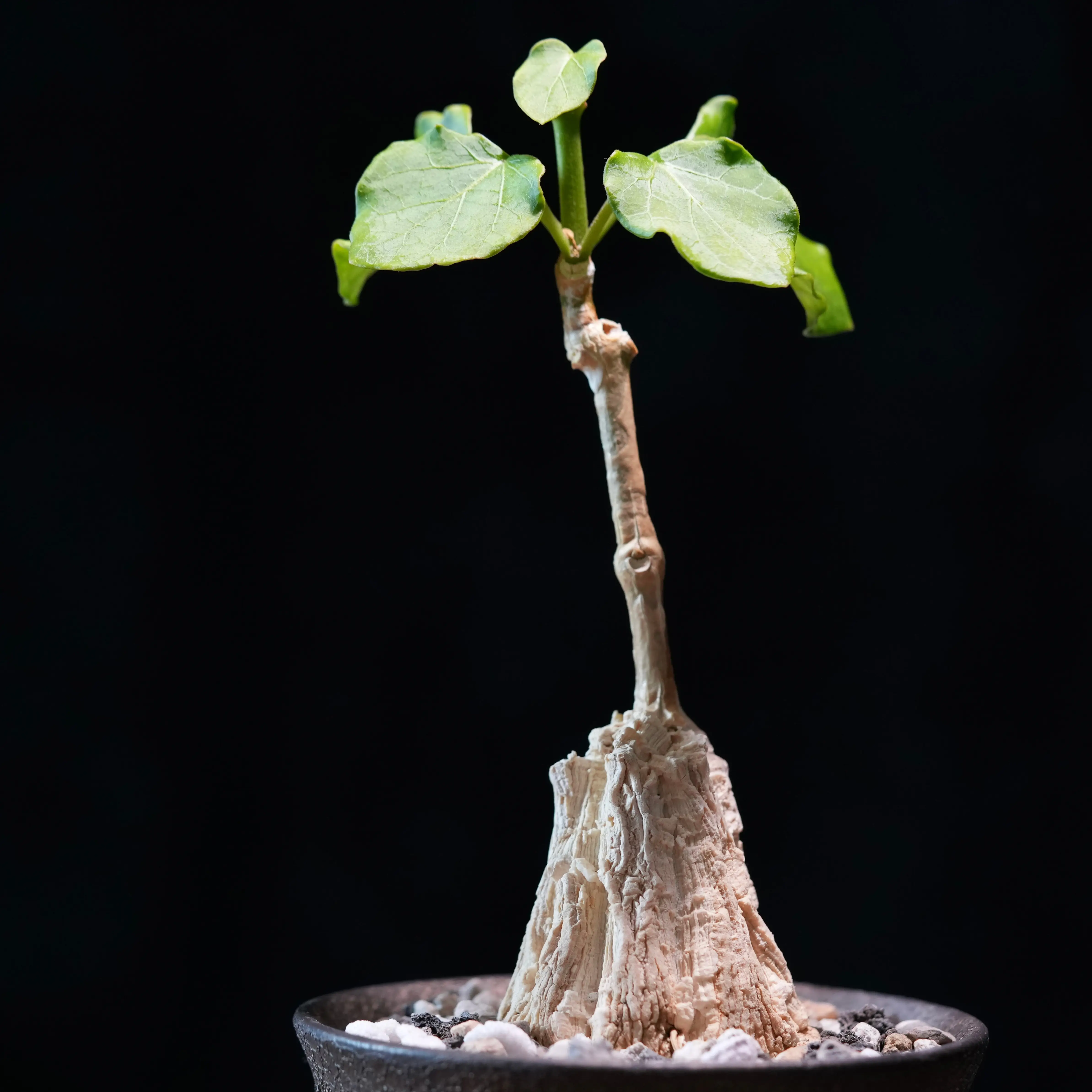 Photo of the plant species Gonolobus by @whoreofbabylon named Matelea cyclophylla on Greg, the plant care app