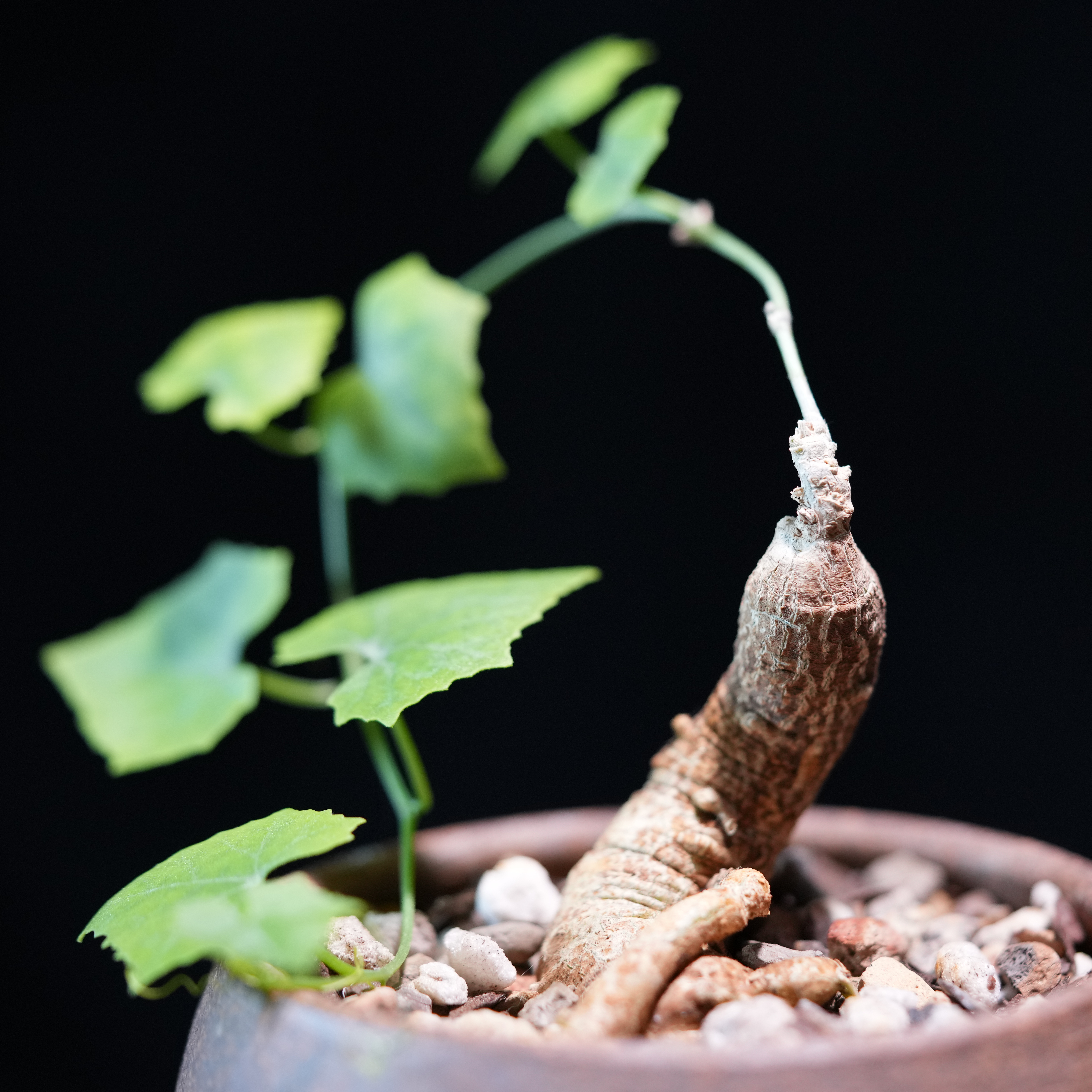 Photo of the plant species Scarlet Gourd by @whoreofbabylon named Coccinia quinqueloba on Greg, the plant care app