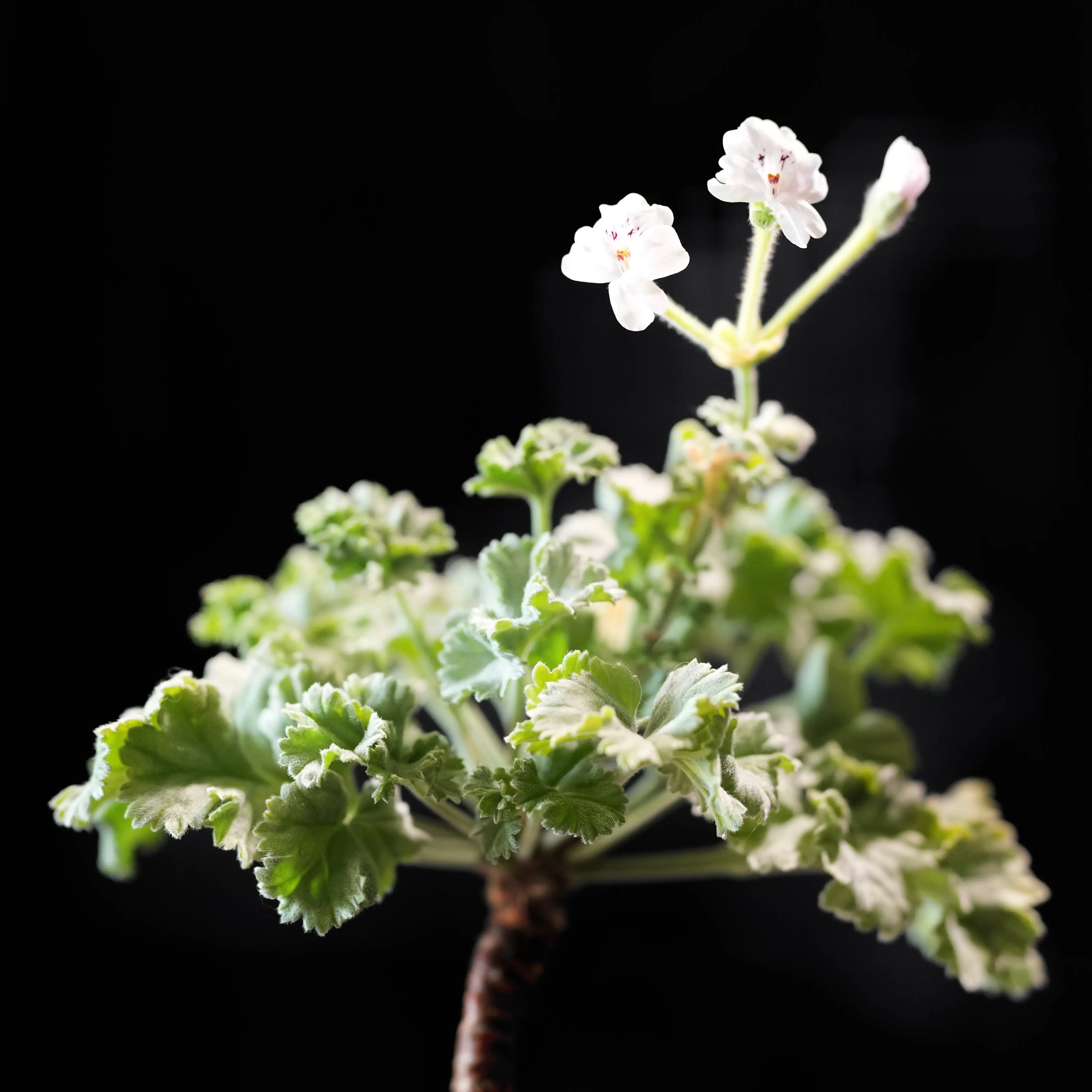 Photo of the plant species Admirable Stork's-bill by @whoreofbabylon named Pelargonium mirabile on Greg, the plant care app