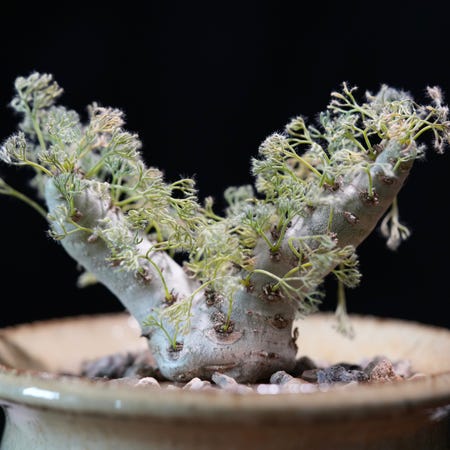 Photo of the plant species Bushman's Candle by @whoreofbabylon named Sarcocaulon peniculinum on Greg, the plant care app