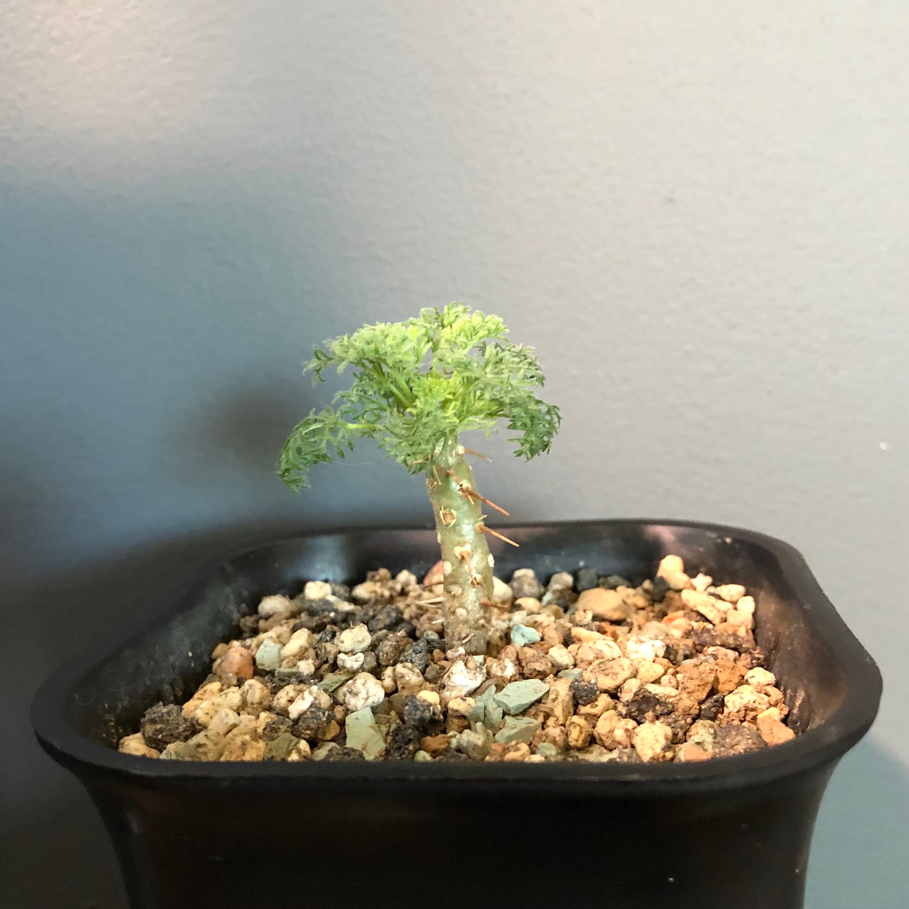 Plant care for Bushman's Candle on Greg, the plant care app