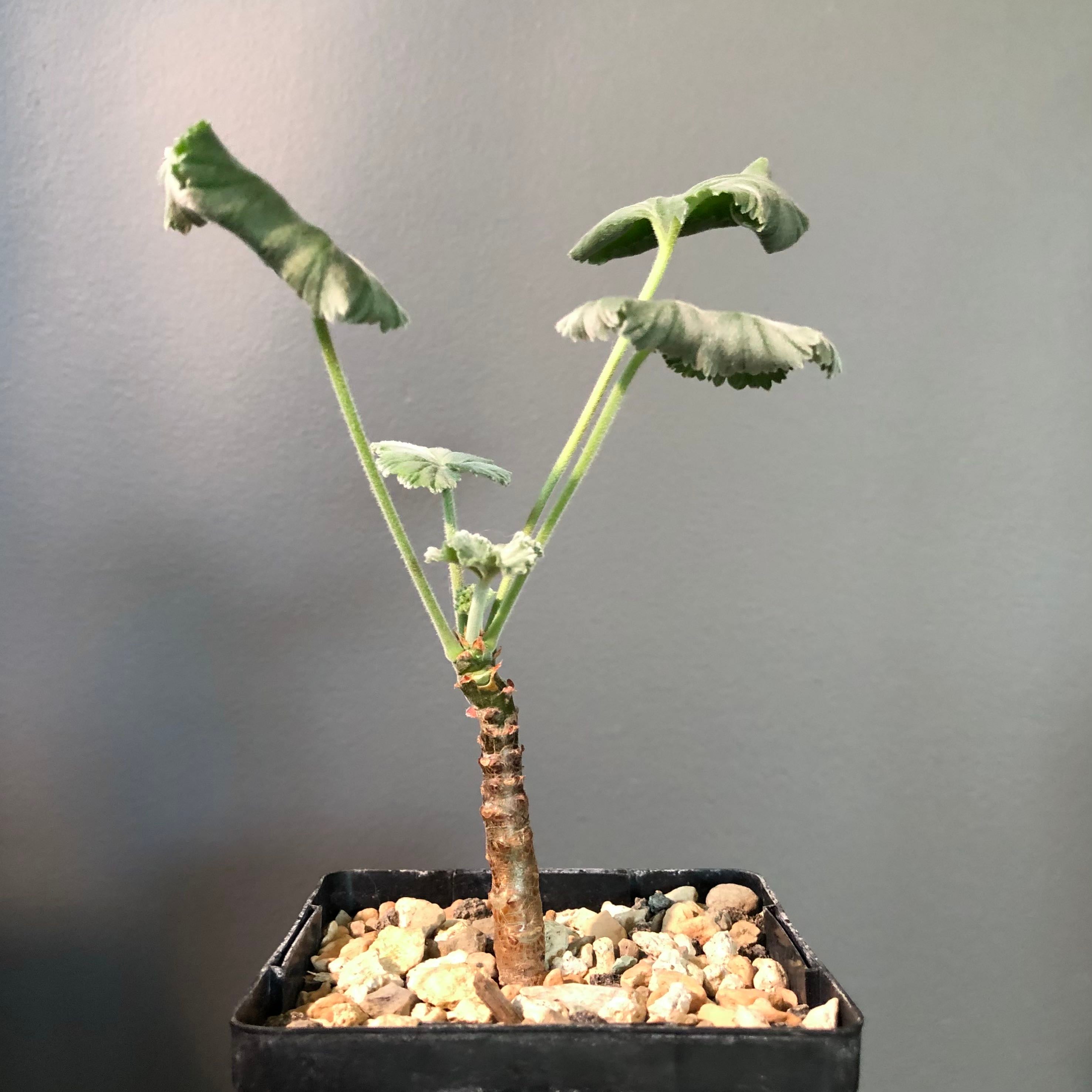 Plant care for Happy Buxton Geranium on Greg, the plant care app