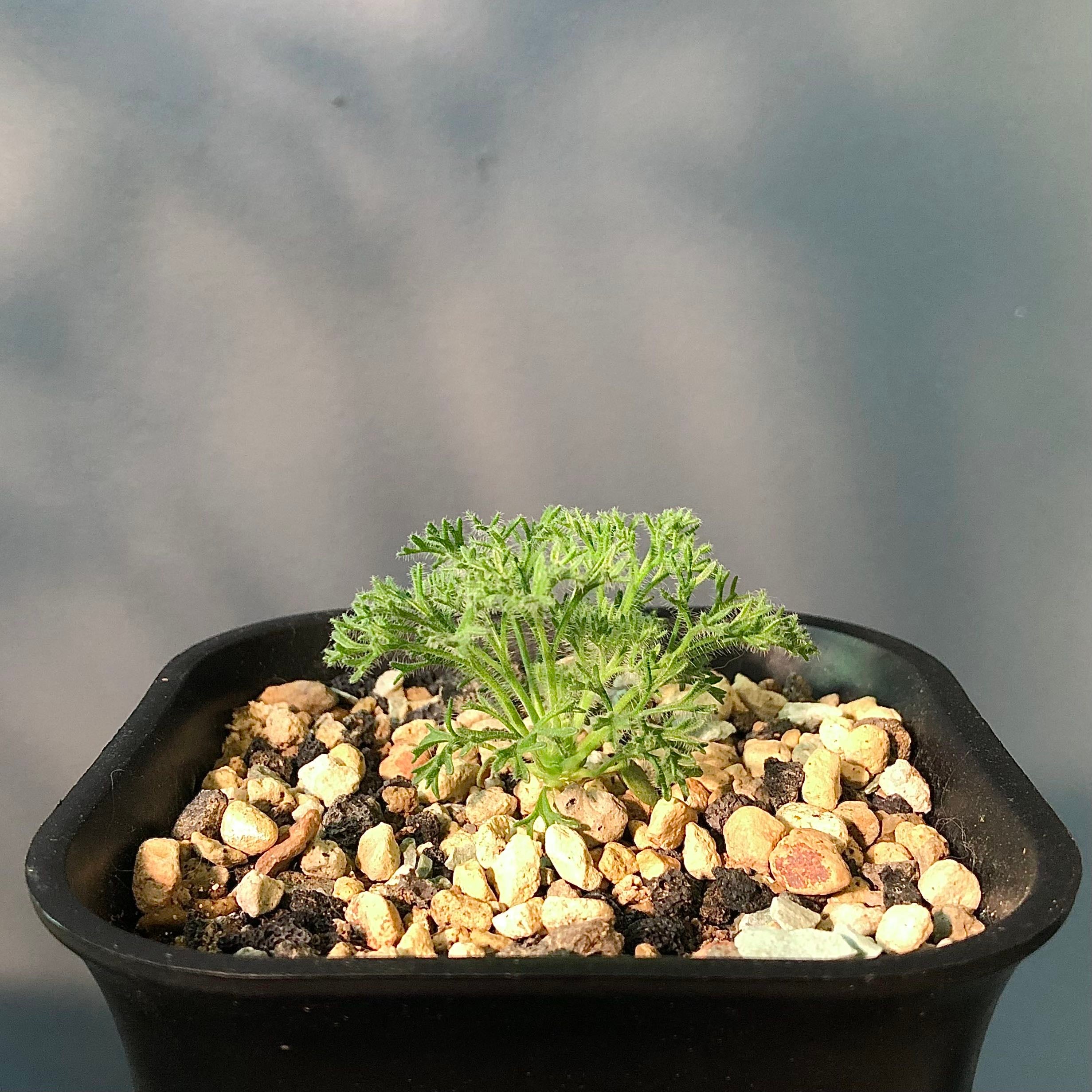 Plant care for Bushman's Candle on Greg, the plant care app