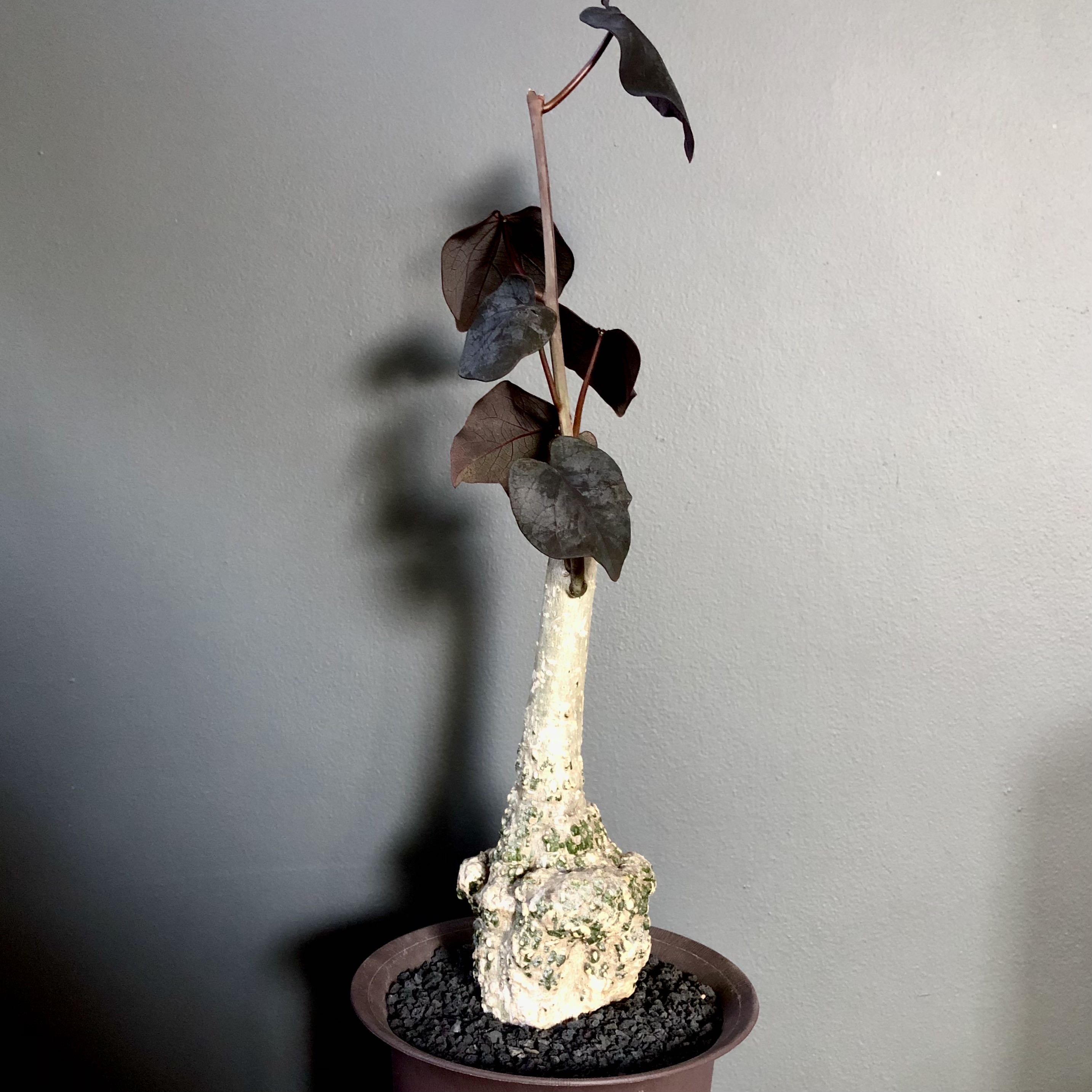Photo of the plant species Candlestick plant by @whoreofbabylon named Adenia stylosa on Greg, the plant care app