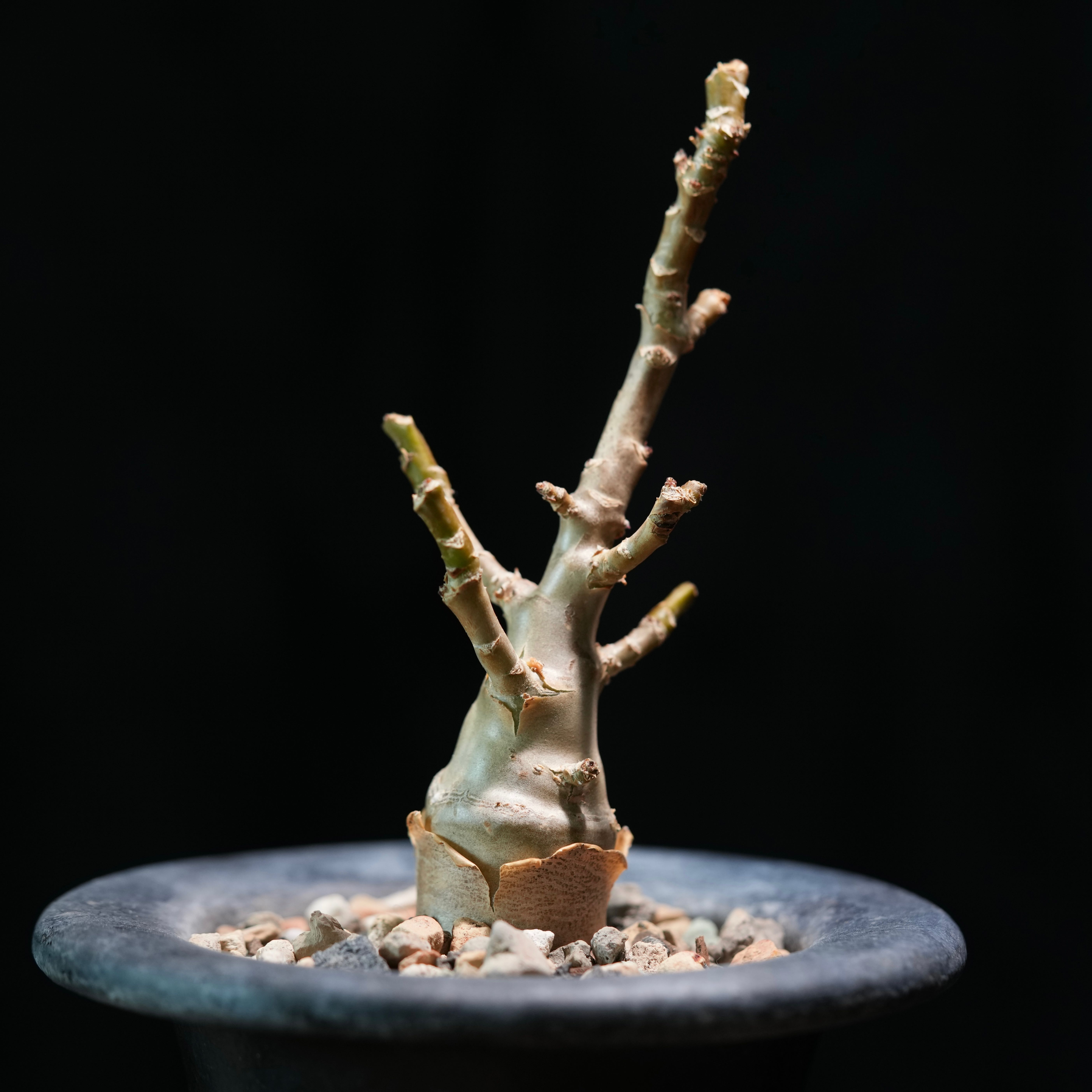 Photo of the plant species Othonna retrofracta by @whoreofbabylon named Othonna retrofracta on Greg, the plant care app