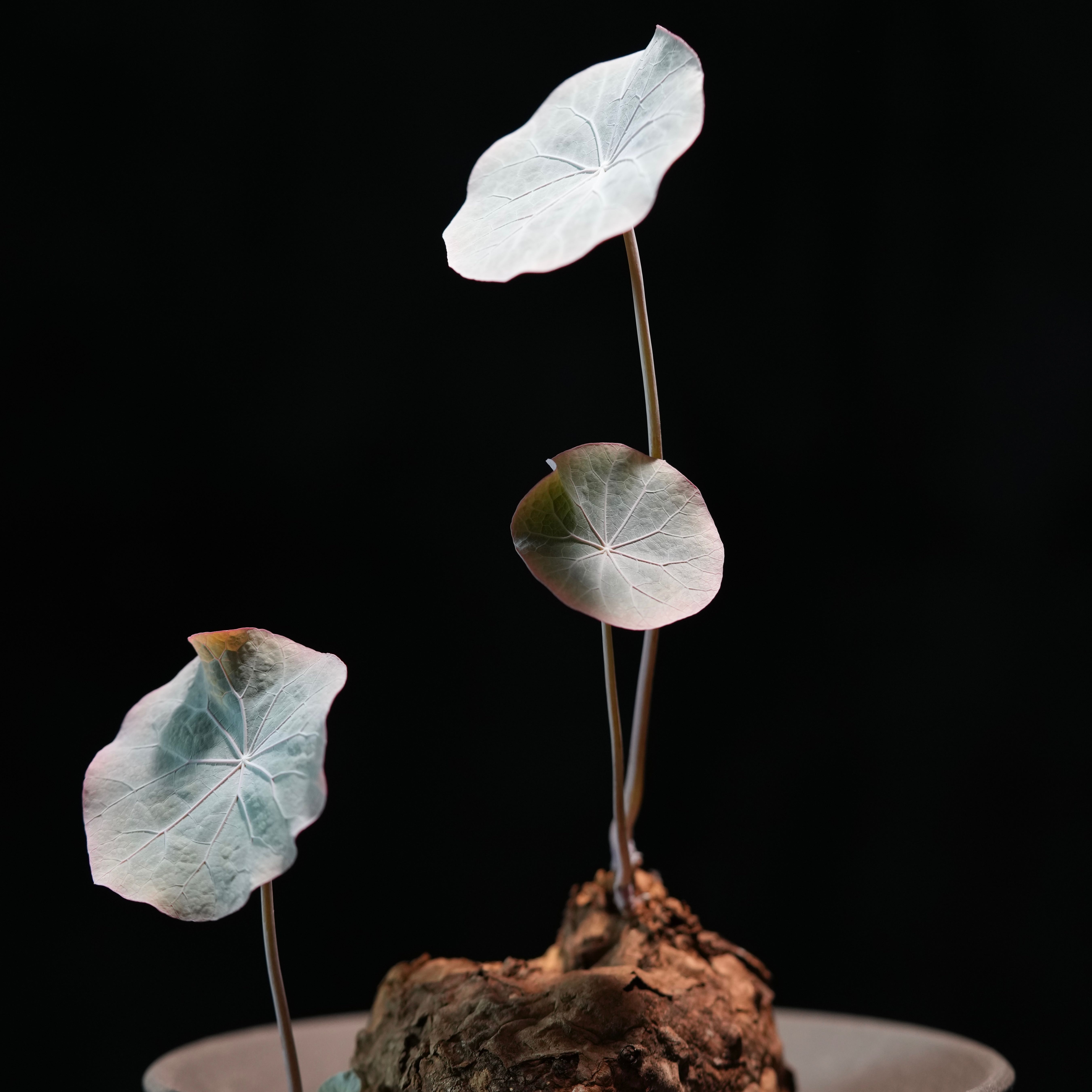 Plant care for Stephania epigaea on Greg, the plant care app