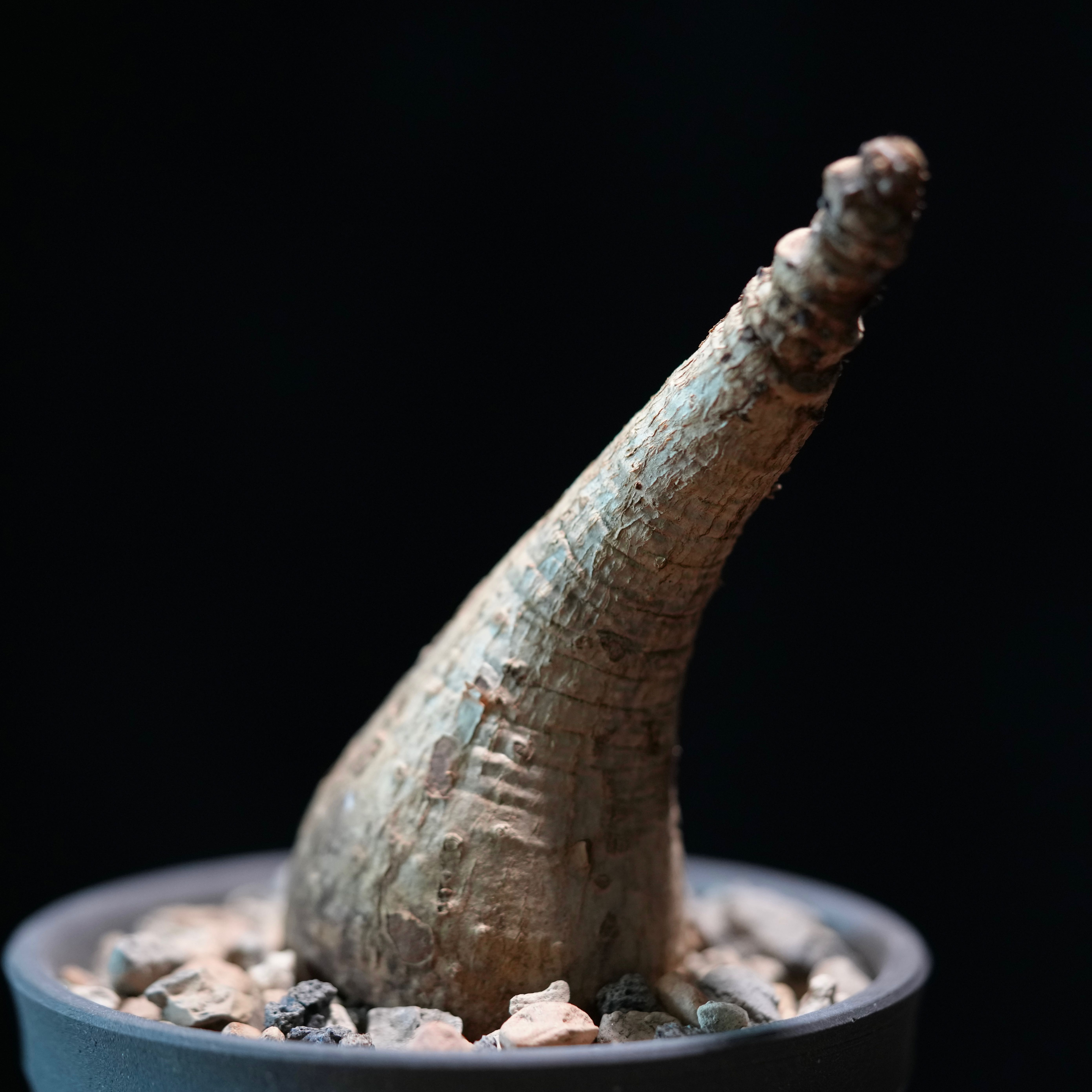 Phyllanthus mirabilis plant with a thick, woody stem in a pot with visible soil and pebbles.