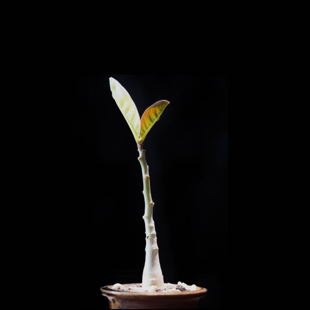 Plant care for Abyssinian Marsdenia on Greg, the plant care app