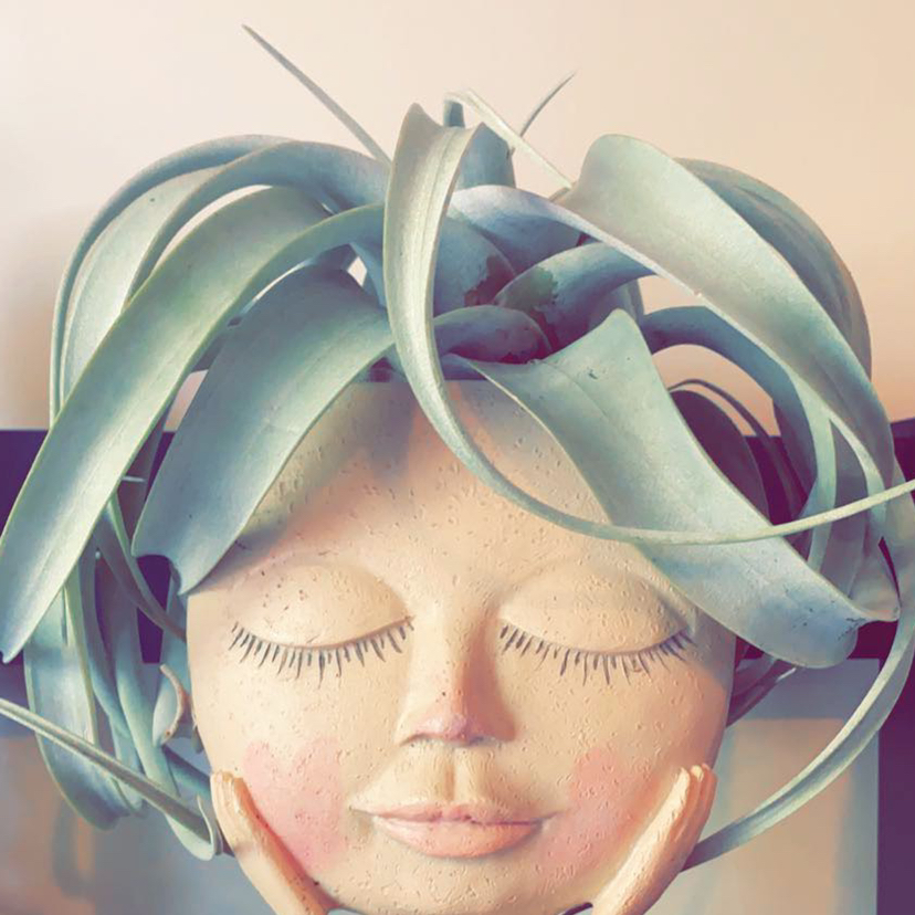 Photo of the plant species Tillandsia Xerographica by @Plantmomma531 named Daphne on Greg, the plant care app