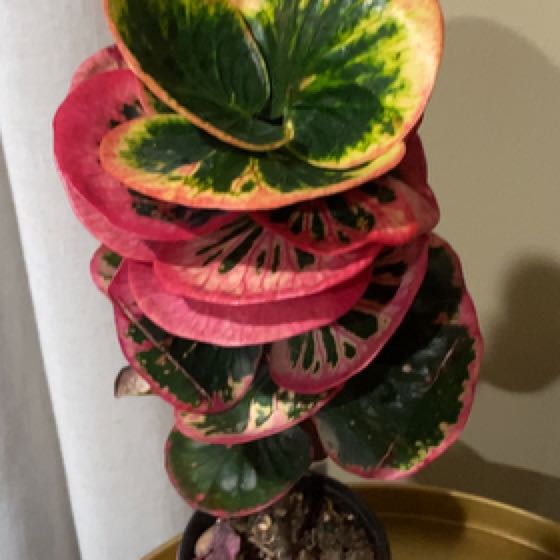 Photo of the plant species Croton Rose by @Plantmomma531 named Achilles on Greg, the plant care app