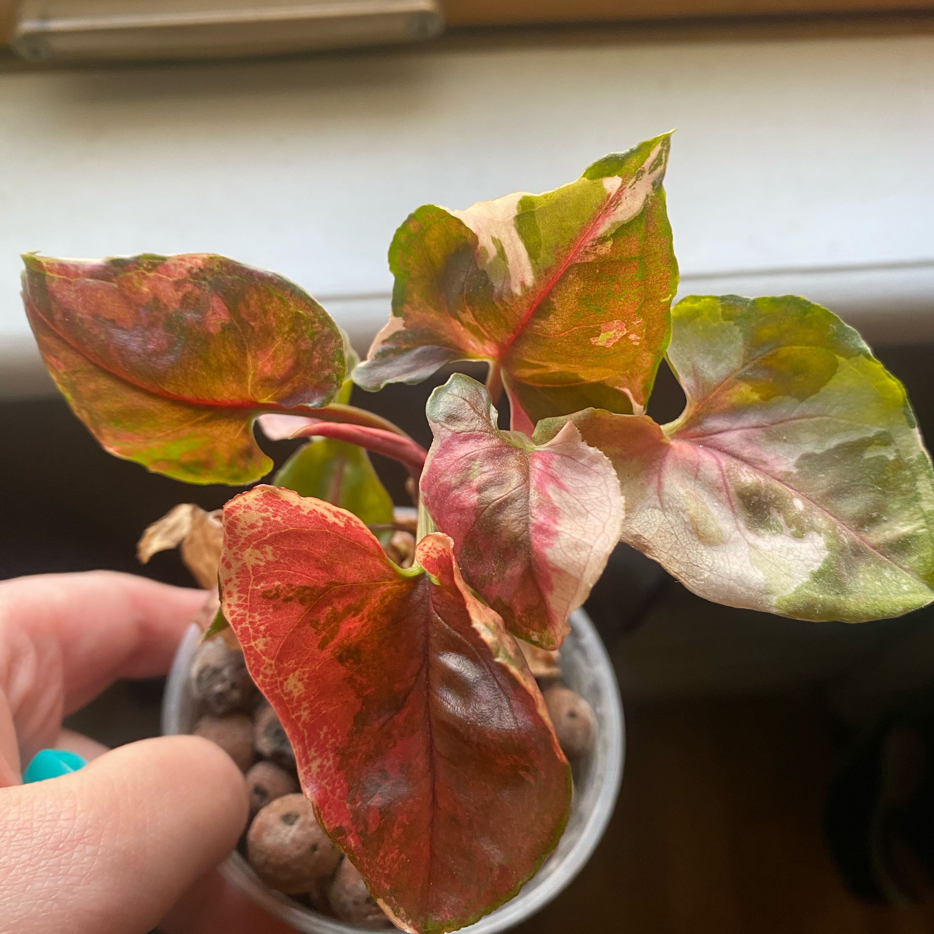Photo of the plant species Syngonium Strawberry Ice by @Plantmomma531 named Harmony on Greg, the plant care app