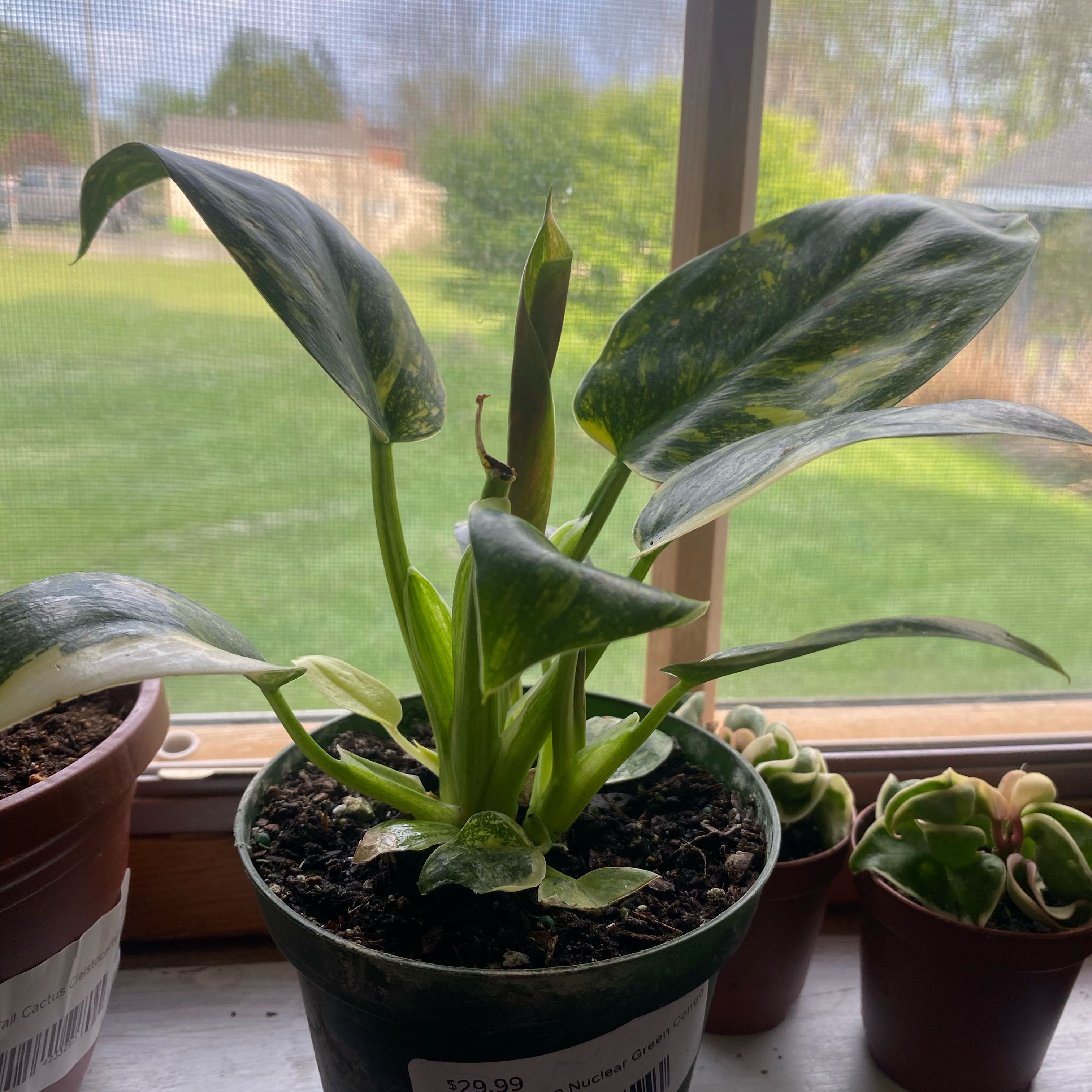 Photo of the plant species Philo Green Congo Nuclear by @Plantmomma531 named Bella on Greg, the plant care app