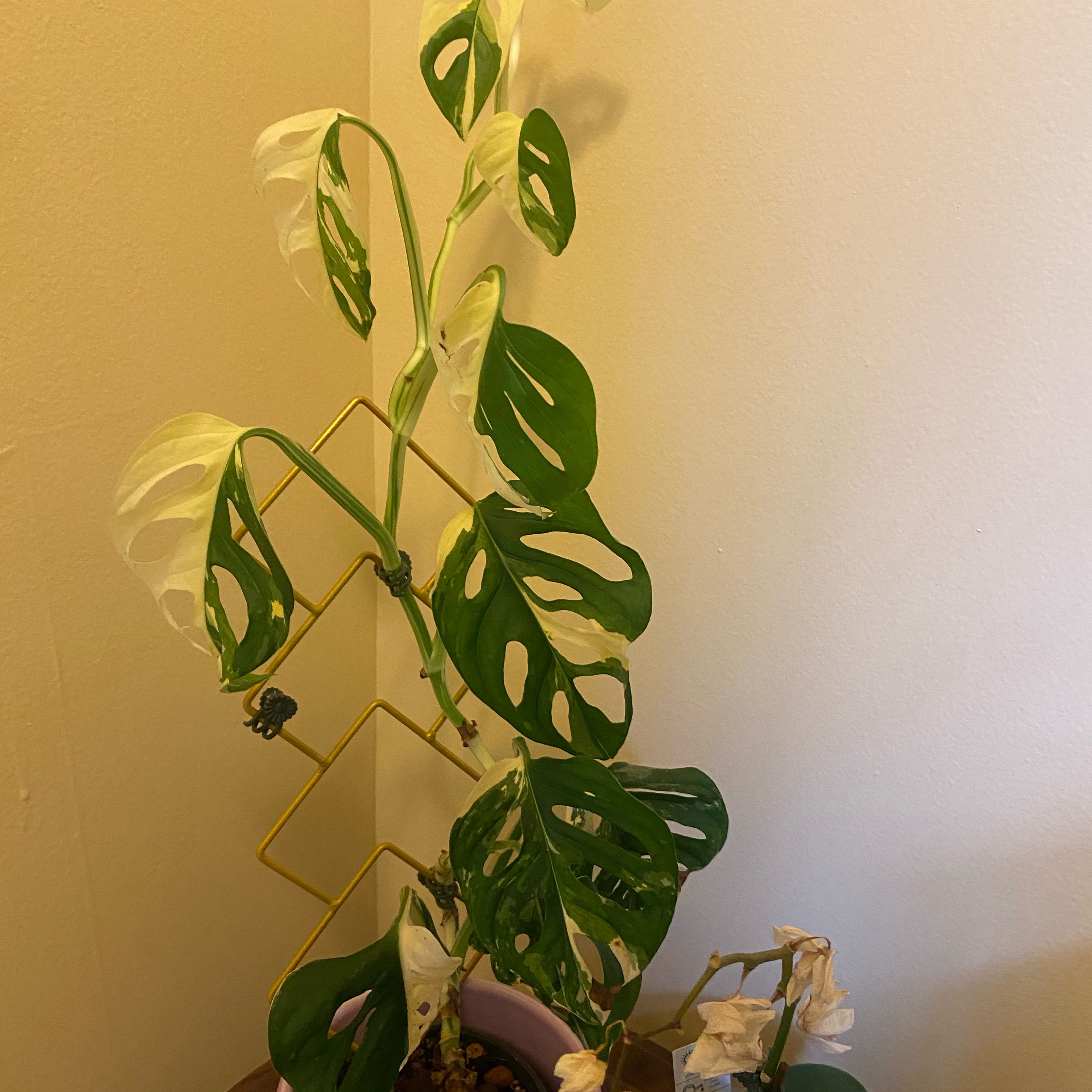 Photo of the plant species Variegated Swiss Cheese Plant by @Plantmomma531 named Diana on Greg, the plant care app
