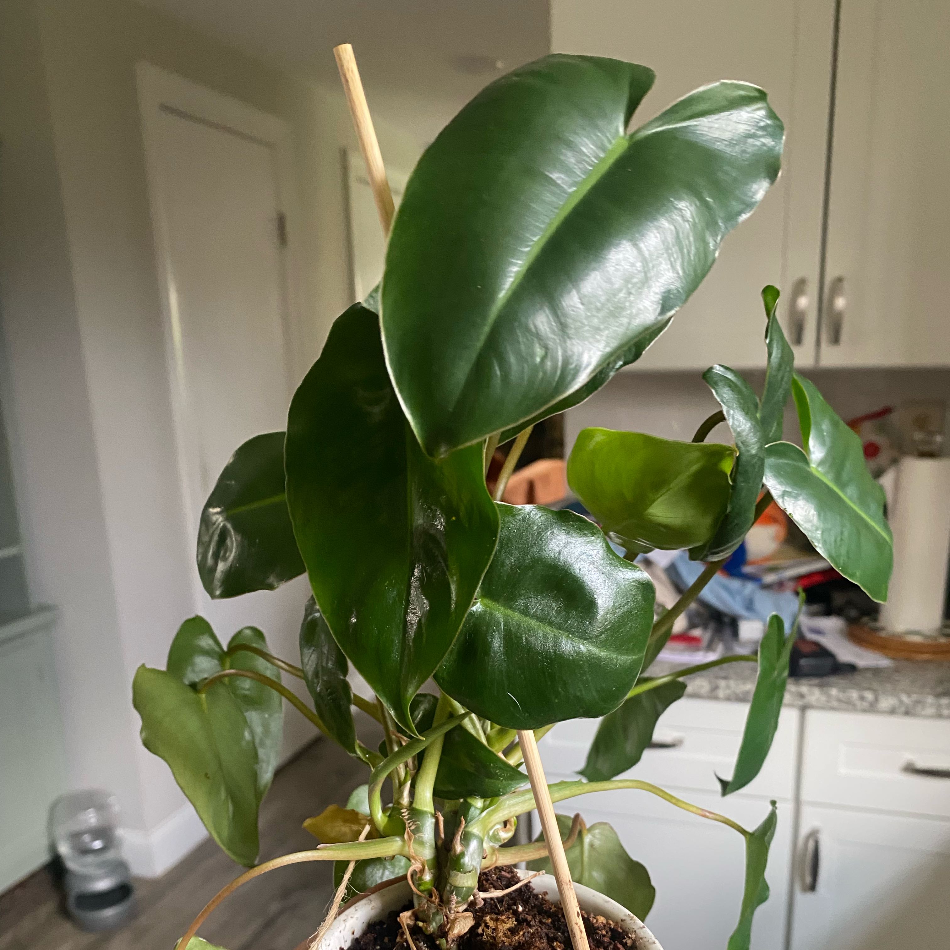 Photo of the plant species Burl Marx Philo by @Plantmomma531 named Maya on Greg, the plant care app