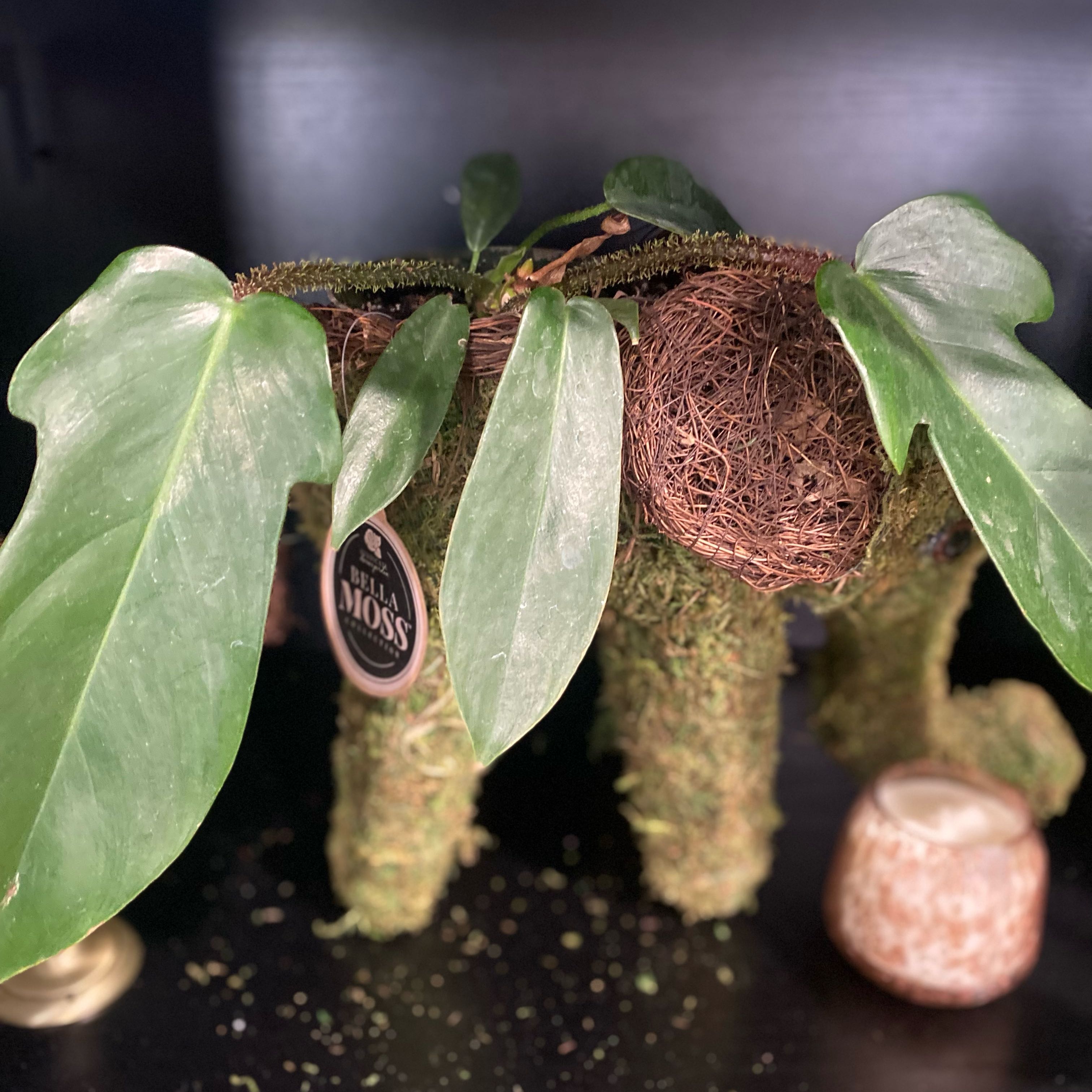 Photo of the plant species Hairy Philodendron by @Plantmomma531 named Sherlock on Greg, the plant care app