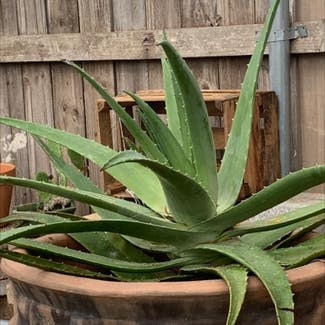 Aloe Vera plant in San Benito, Texas