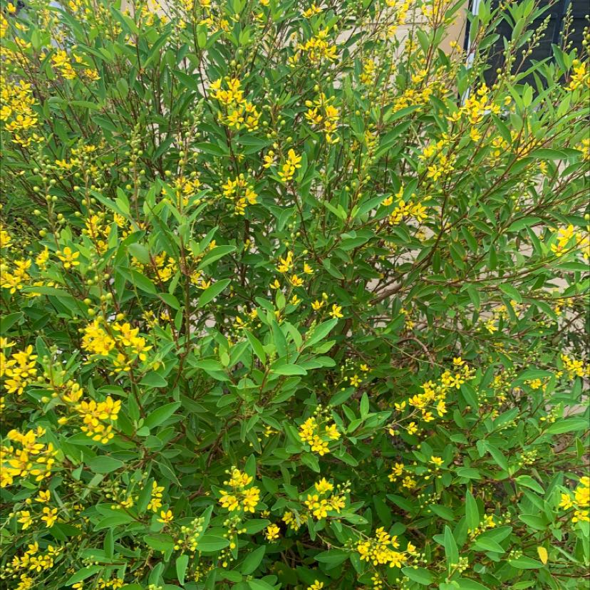 Photo of the plant species gold shower by @PurposefulBeans named Your plant on Greg, the plant care app