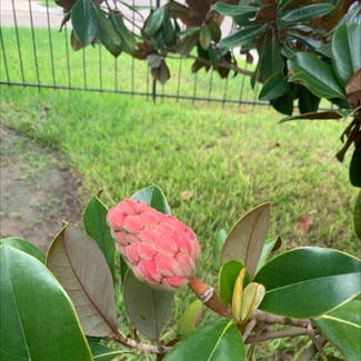 Southern Magnolia plant in San Benito, Texas
