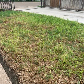 St. Augustine Grass plant in San Benito, Texas