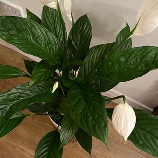 Peace Lily plant in Central Bedfordshire, England