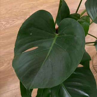 Monstera plant in Central Bedfordshire, England