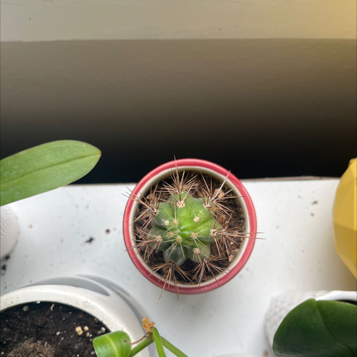 Scarlet Hedgehog Cactus in a small pot, healthy and well-framed.