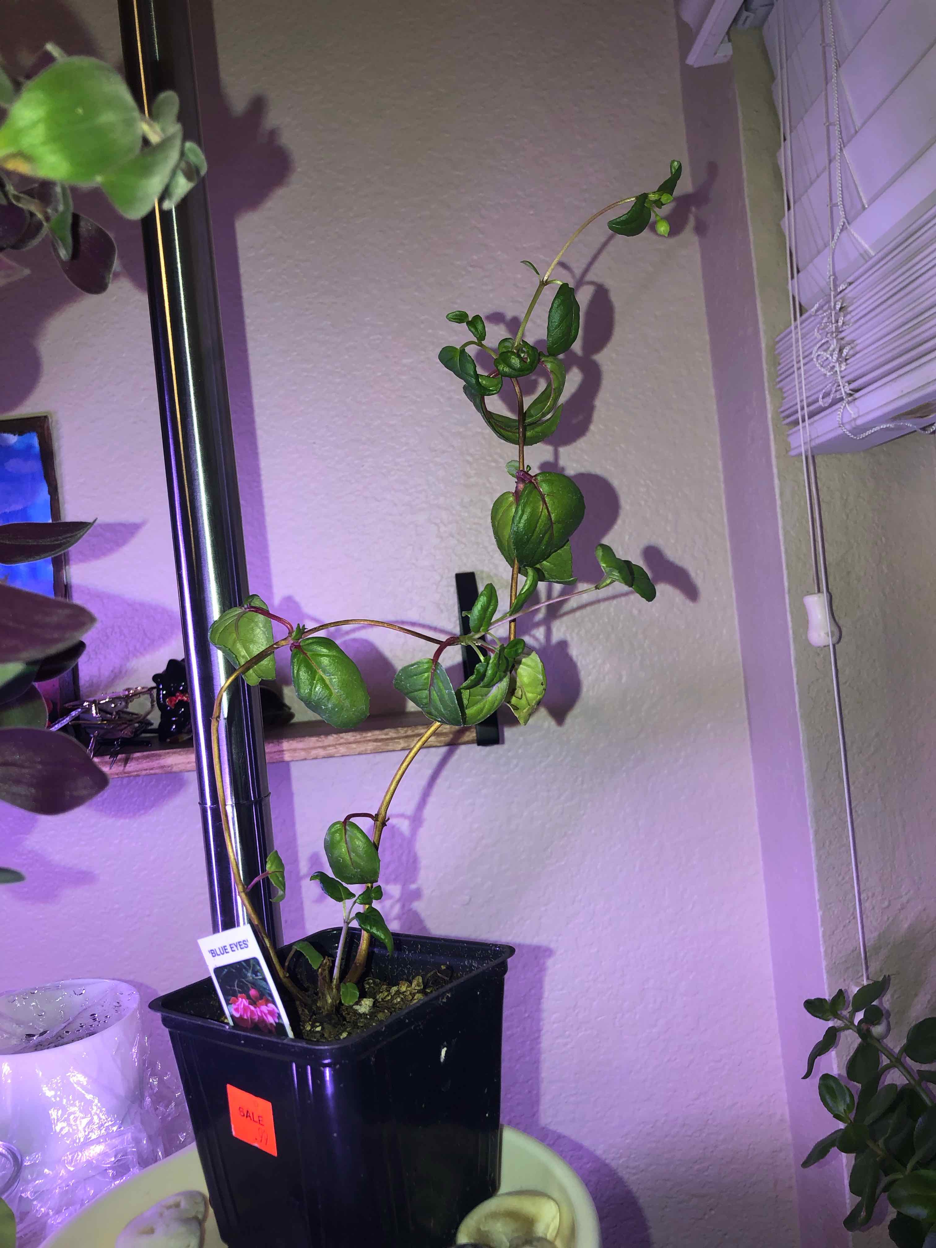 Plant care for Evening Primrose 'Epic' on Greg, the plant care app