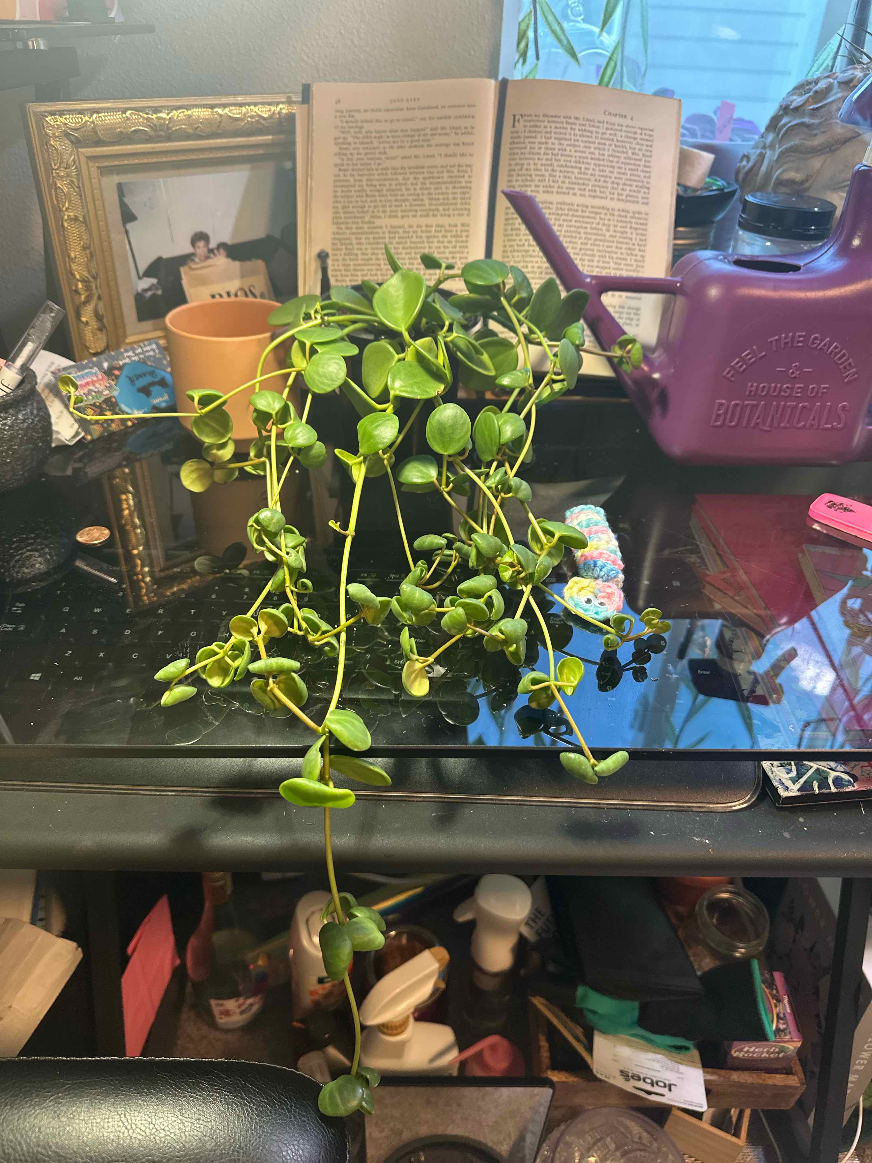S. Bella