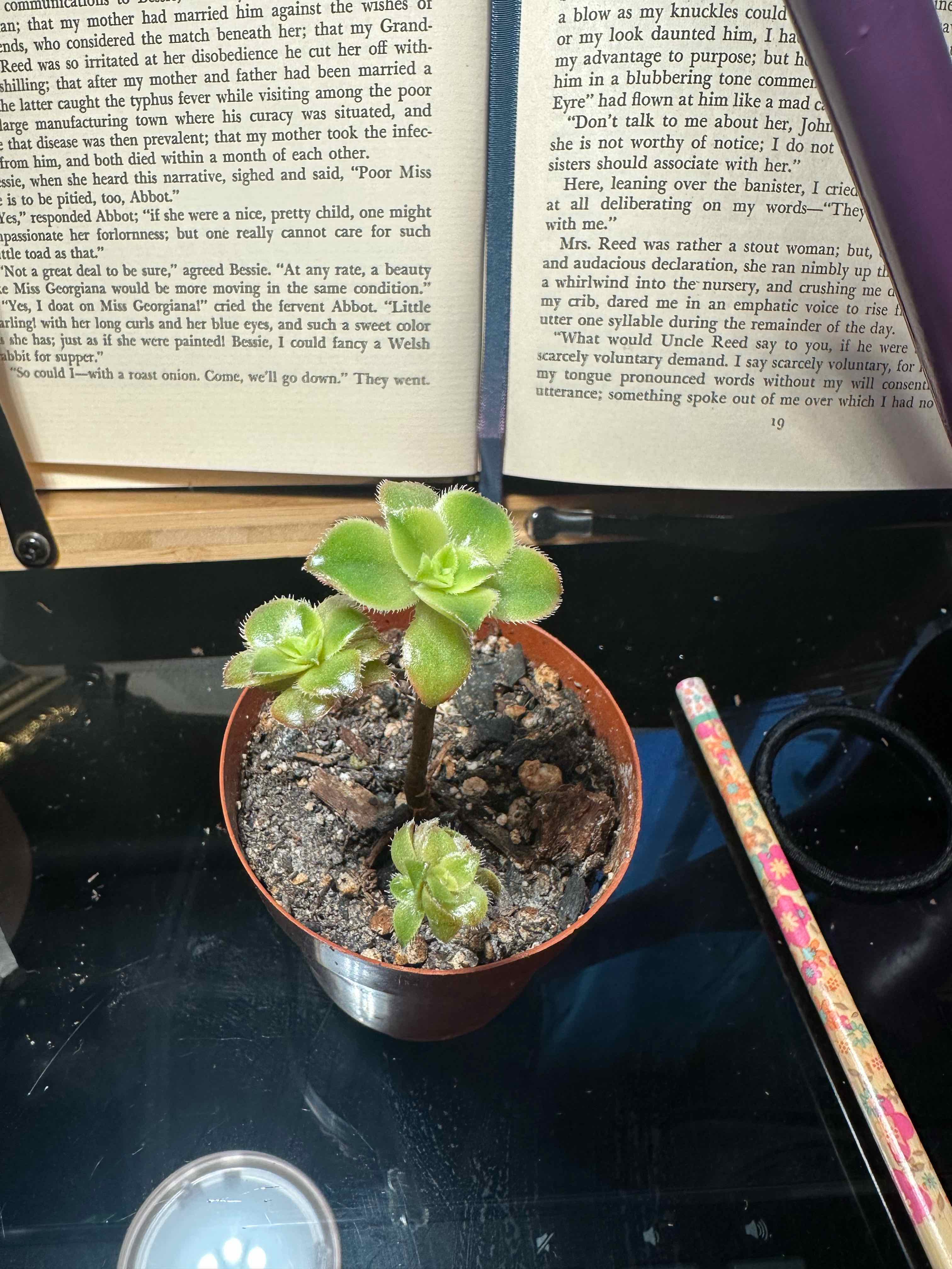 S. Delilah