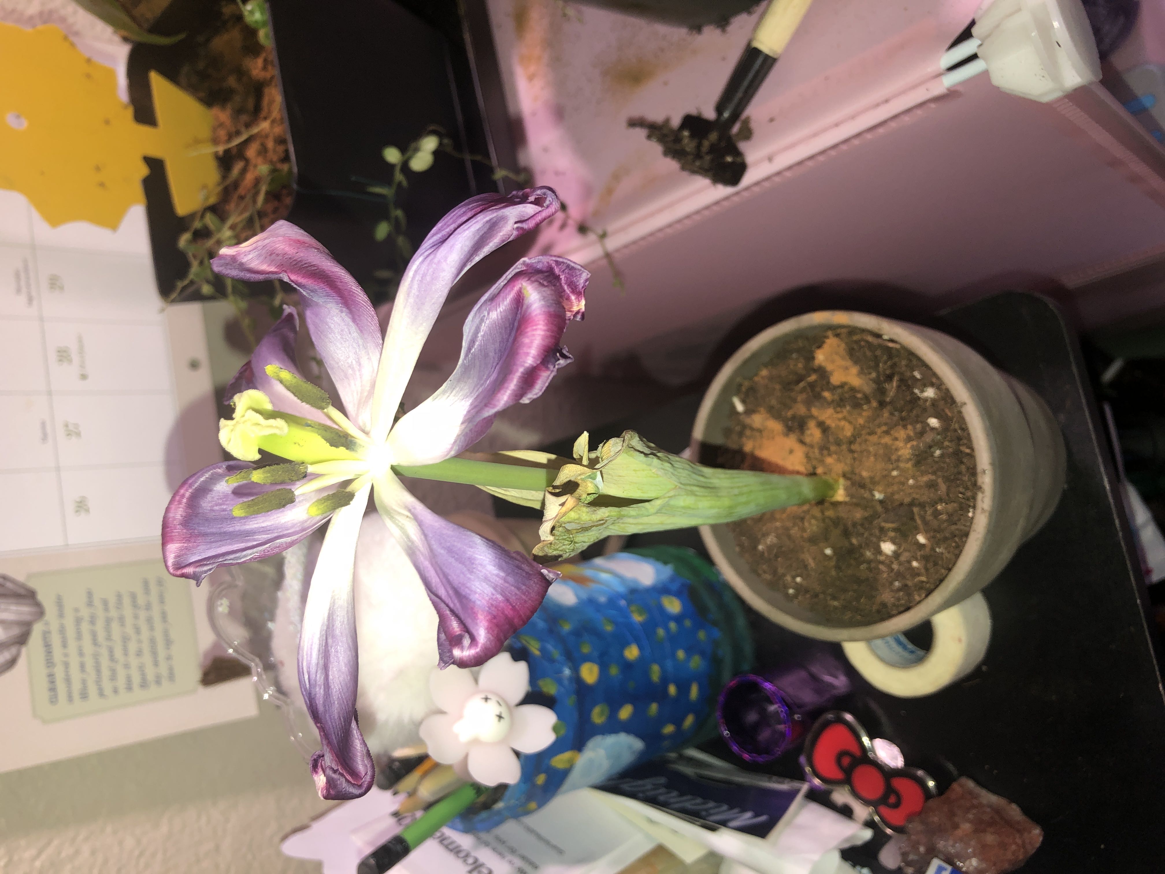 Photo from the post