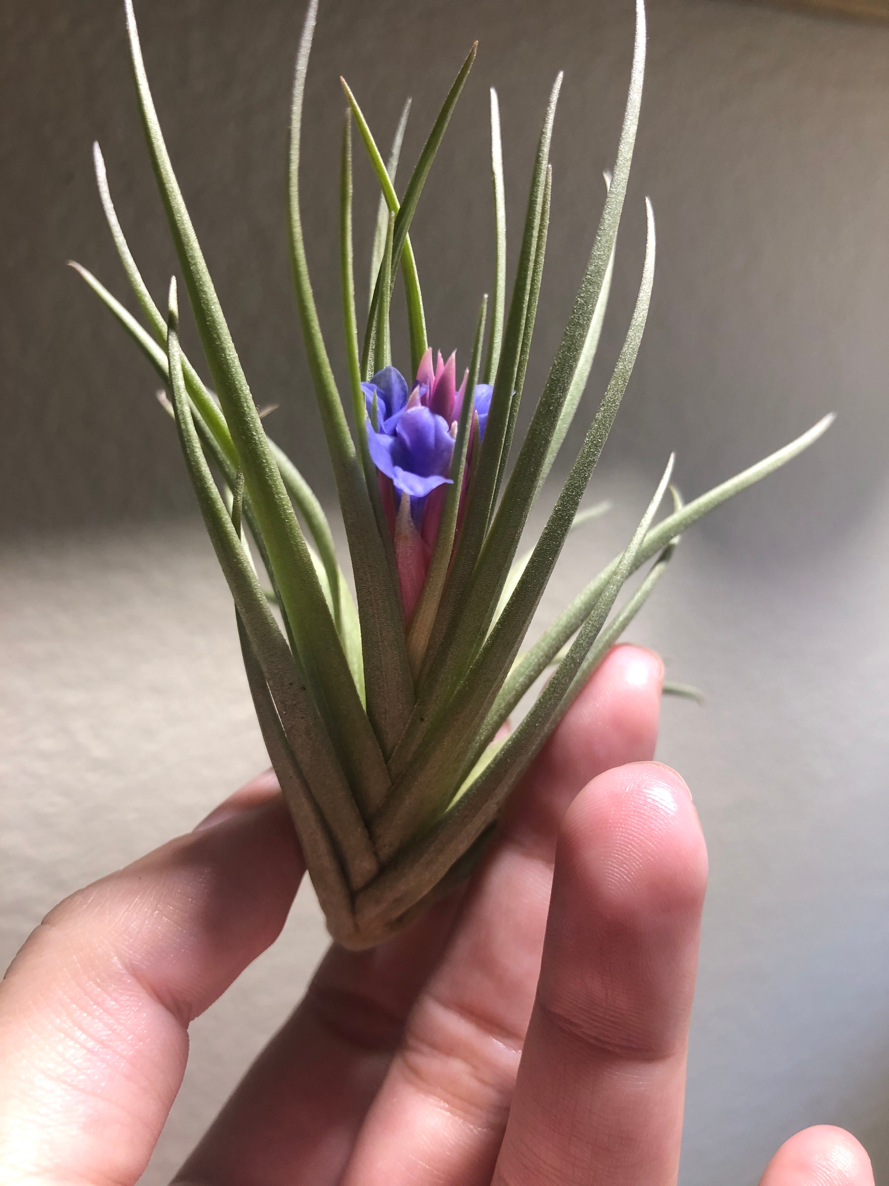 First blushing bride air plant bloom!