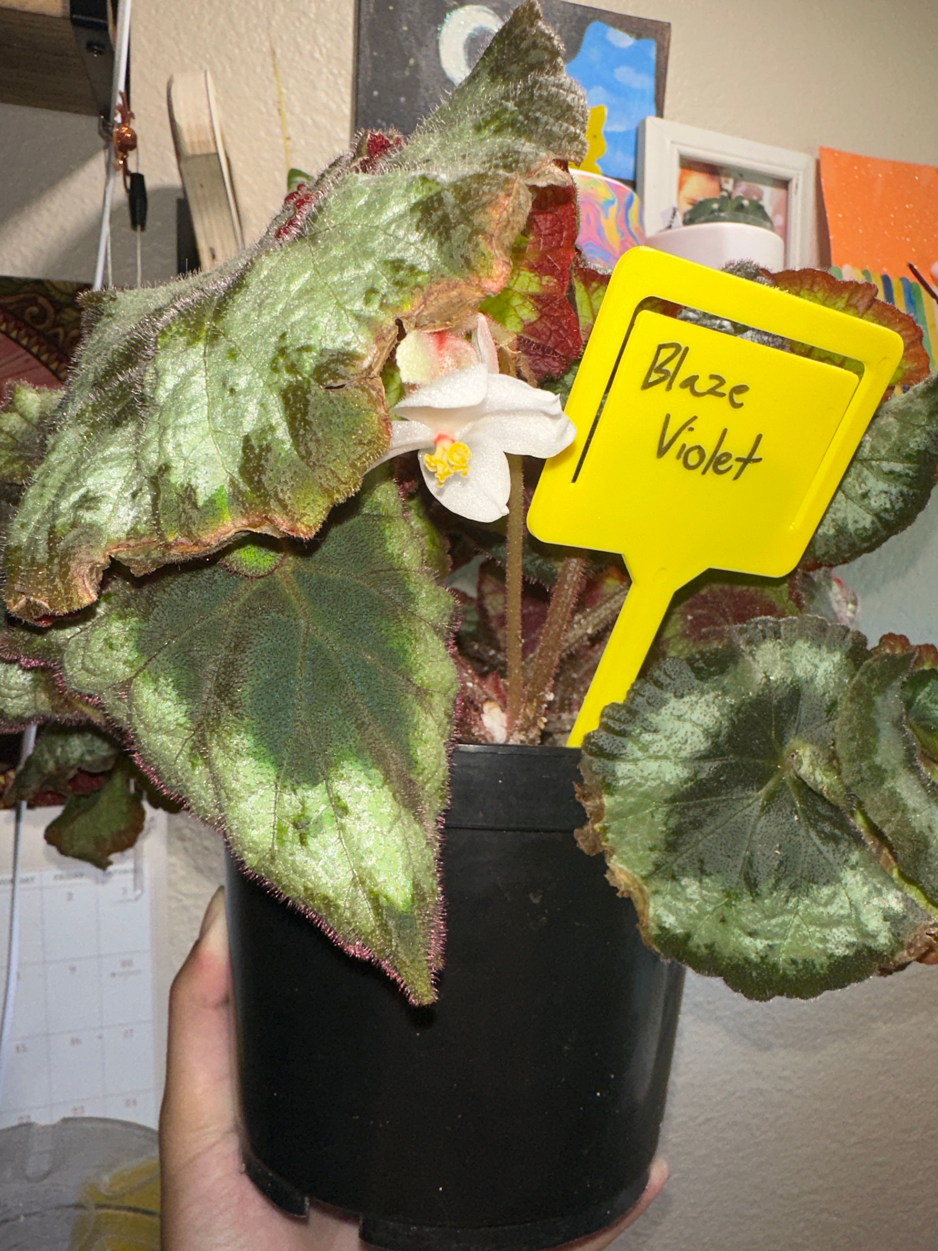 The Complete Rex Begonia Plant Care Guide Water, Light & Beyond