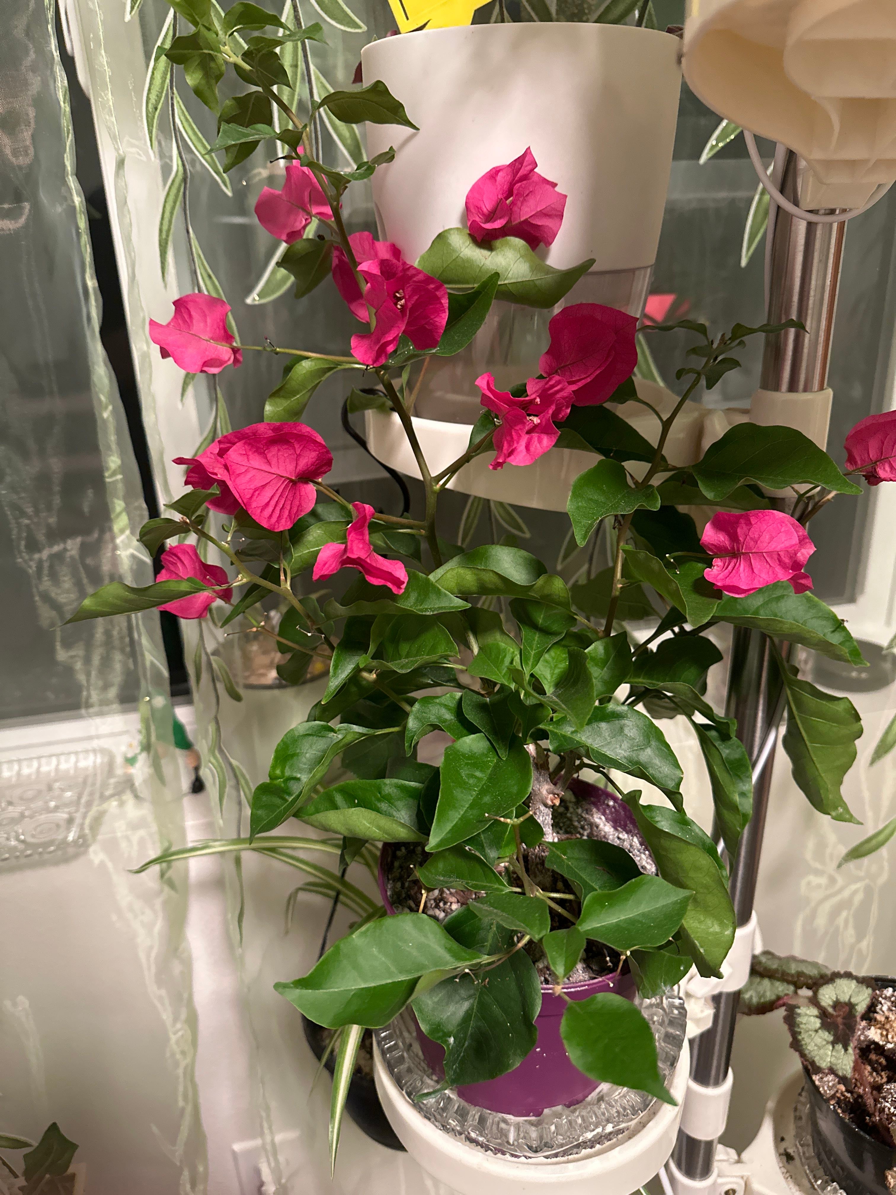 Keep Your Barbara Karst Bougainvillea Alive Light, Water & Care