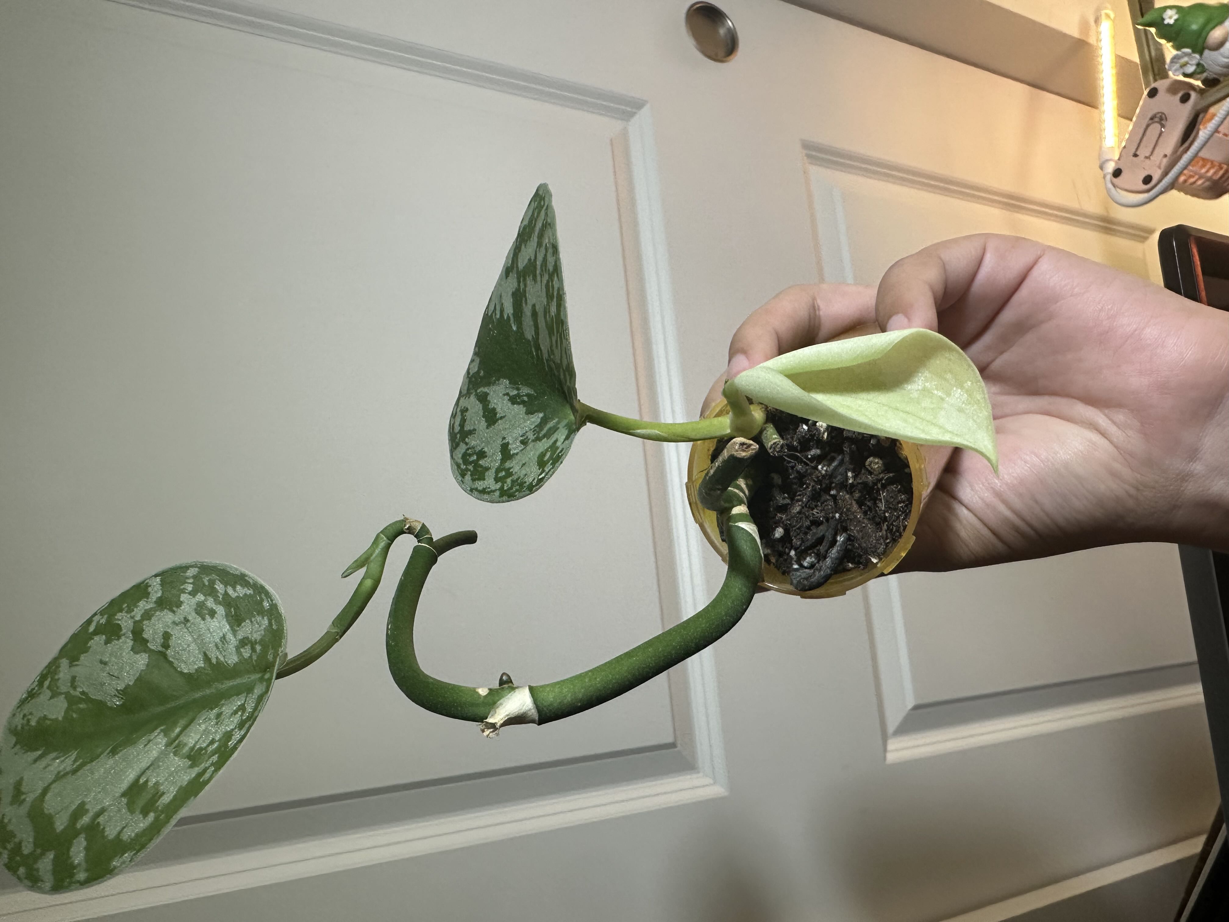 Scindapsus pictus 'Exotica Tricolor' Plant Care: Water