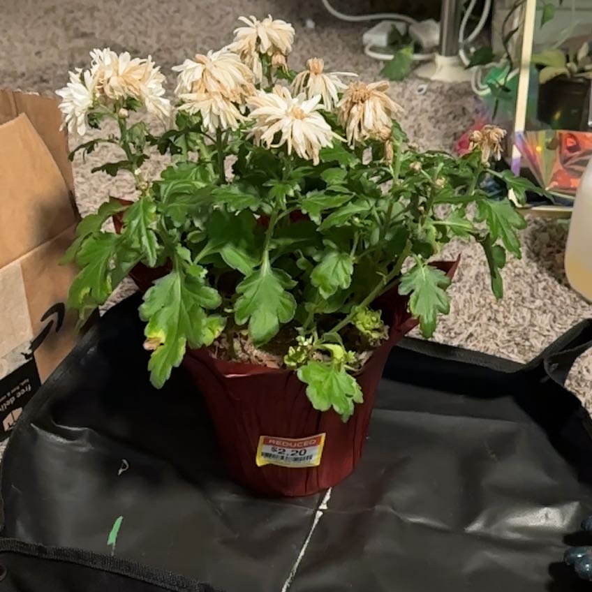 Photo of the plant species Florist's Daisy by @FabRubbercup named Dunther on Greg, the plant care app