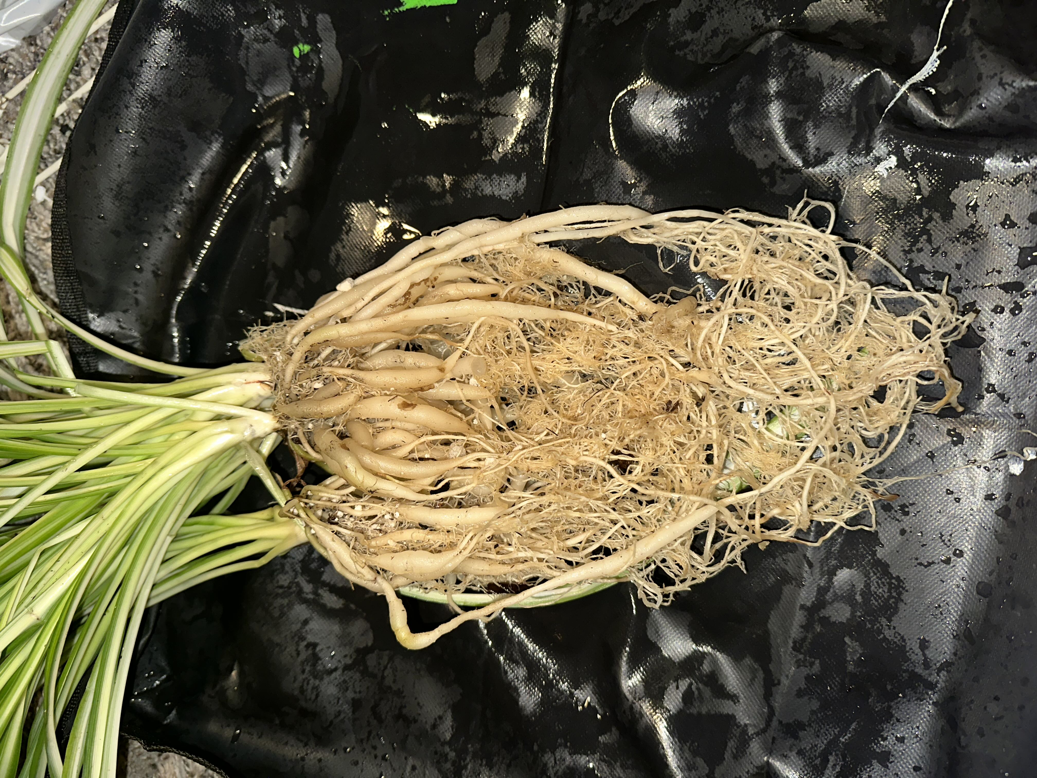 Photo from the post