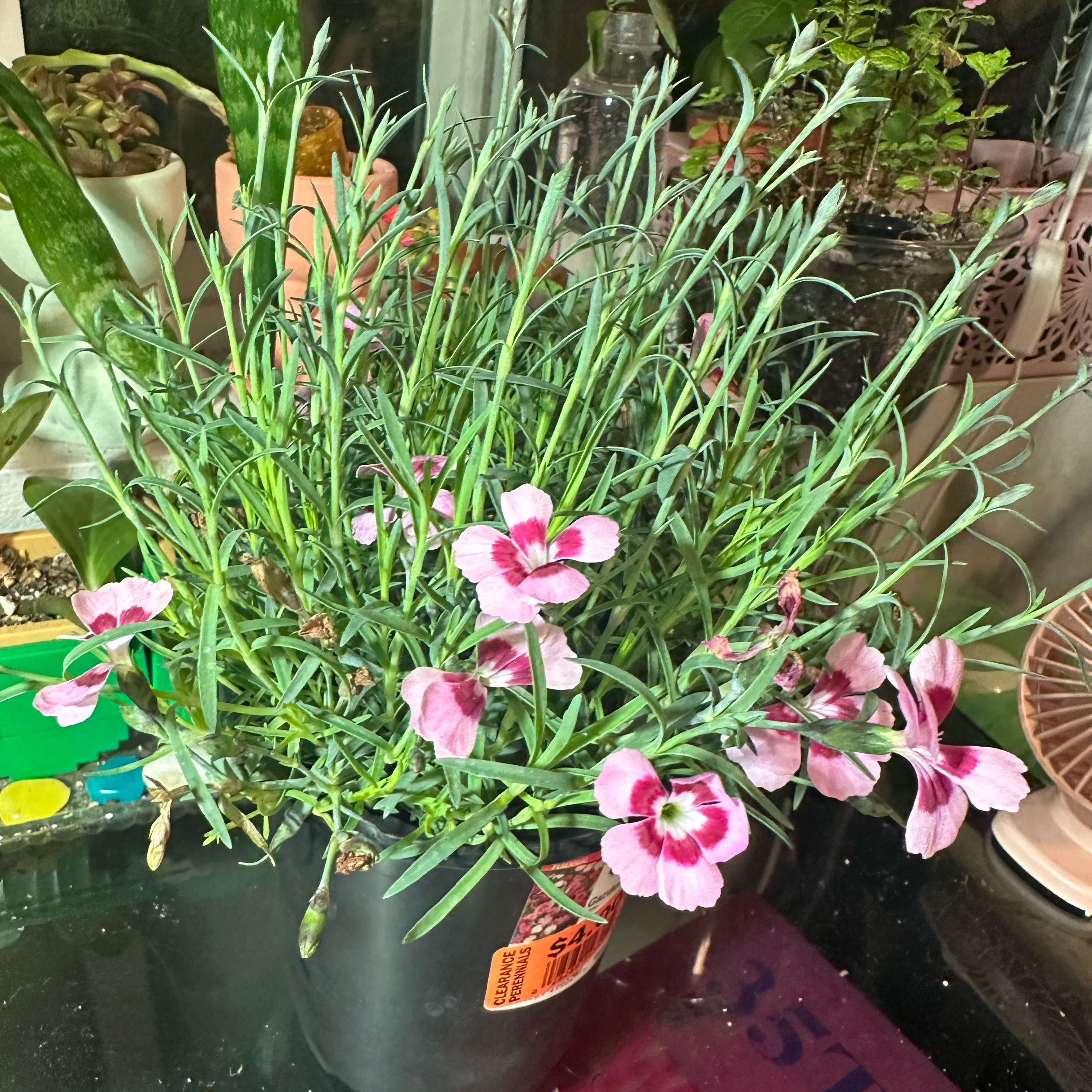 Photo of the plant species Dianthus 'Pink Kisses' by @FabRubbercup named Kiss Bank on Greg, the plant care app