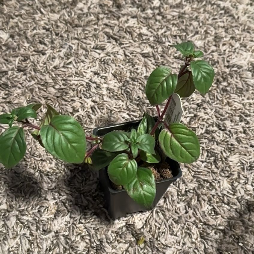 Photo of the plant species Fuchsia 'Swingtime' by @FabRubbercup named Little dancer on Greg, the plant care app