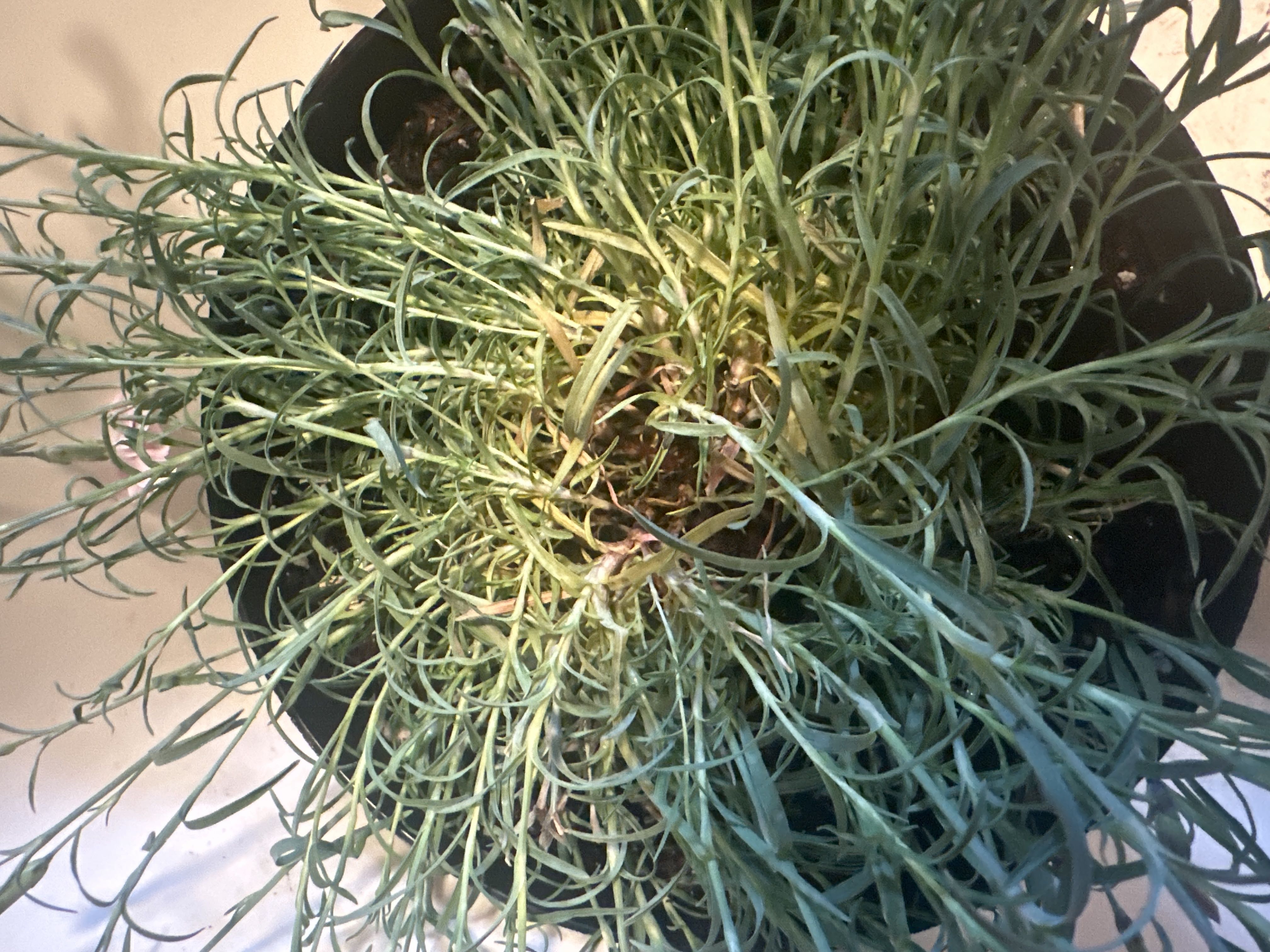 Photo from the post