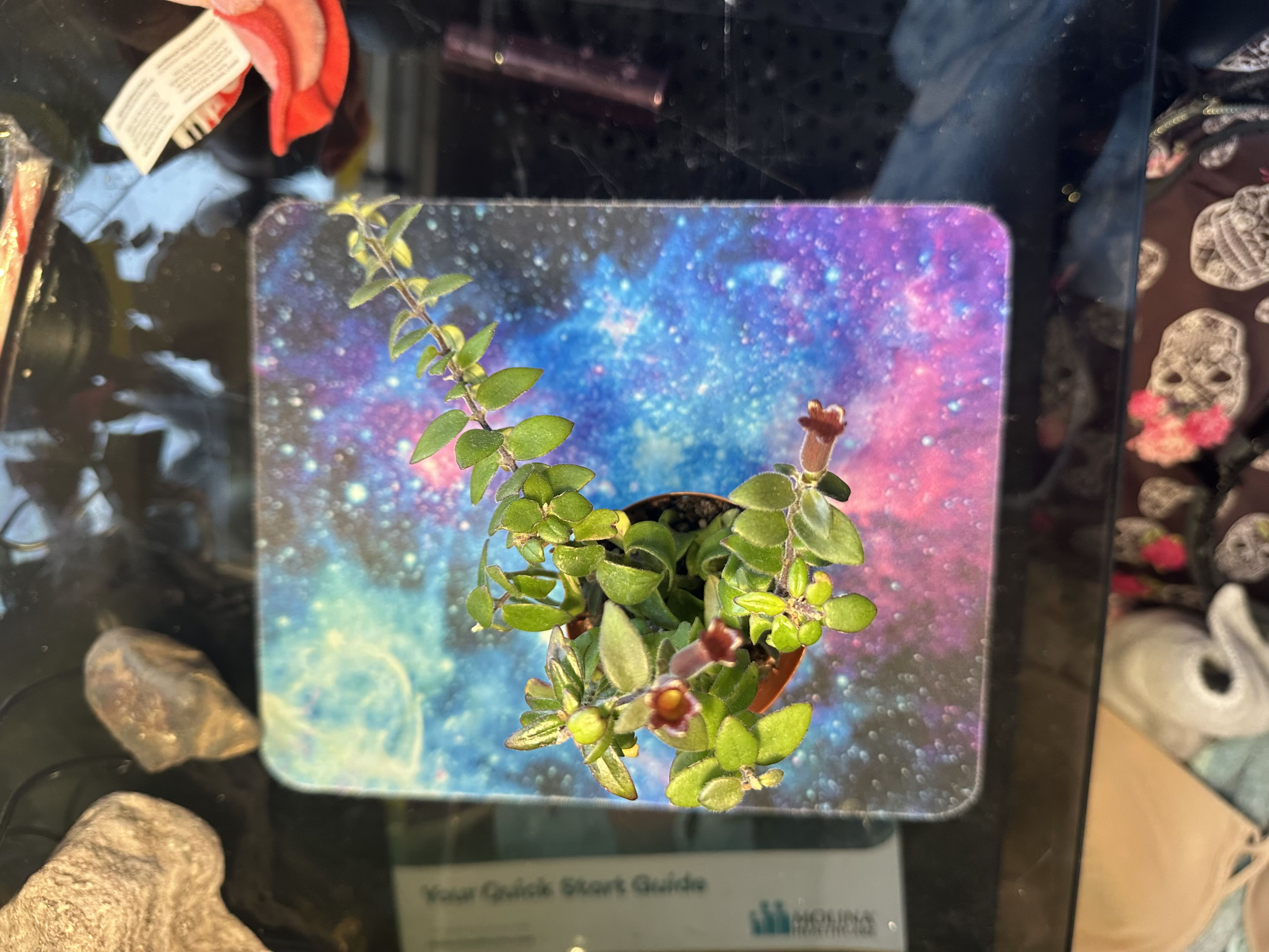 Photo from the post