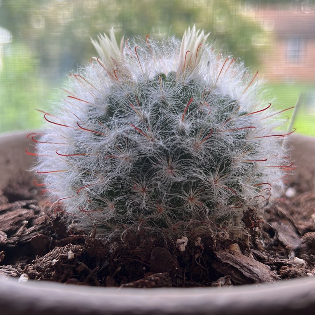 Cactus with white hair-like spines and red-tipped spines in a pot with visible soil and bark.