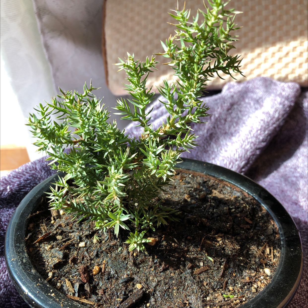 Potted American Common Juniper plant with healthy needle-like leaves.