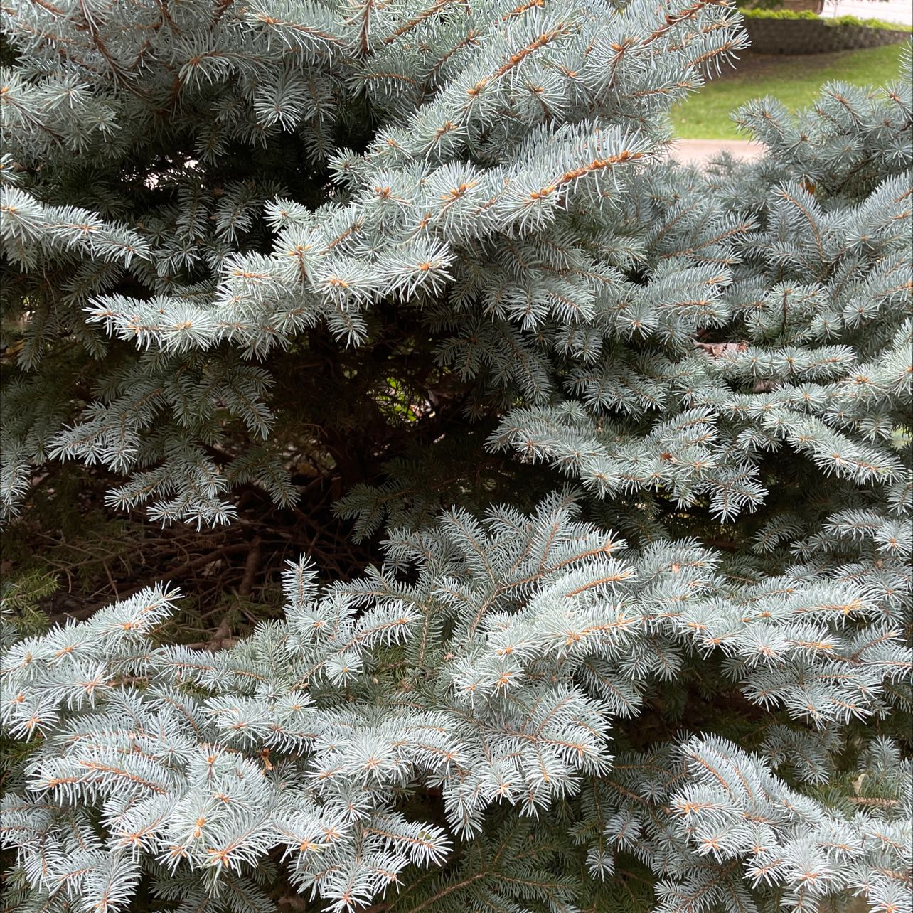 Image of a healthy Blue Spruce with dense, green foliage.