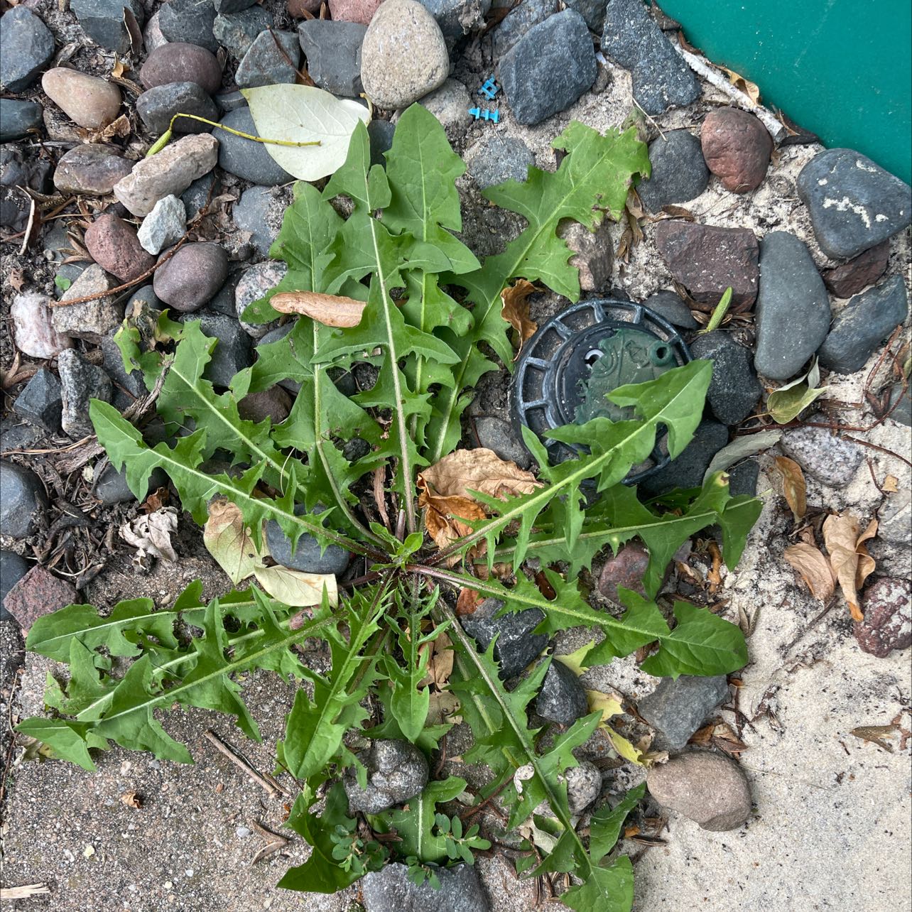 Blowball plant with long, jagged leaves growing among rocks and debris. Some leaves show yellowing and browning.