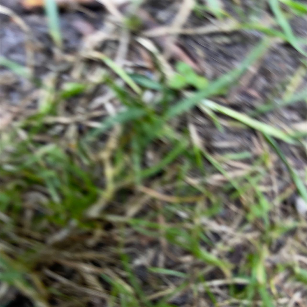 Photo of the plant species Bahiagrass by @FullTamarack named Sigmund on Greg, the plant care app