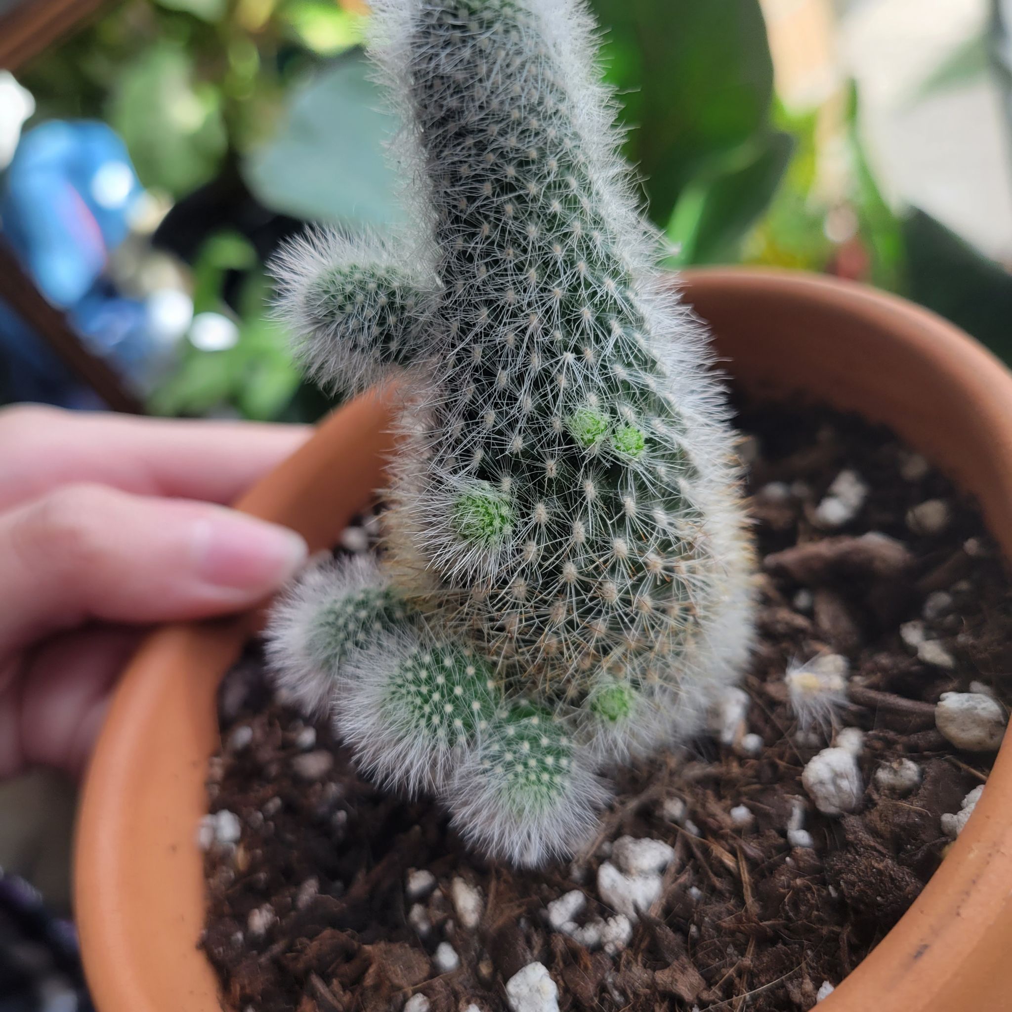 A healthy Orange Crown Cactus in a pot with visible soil, held by a hand.