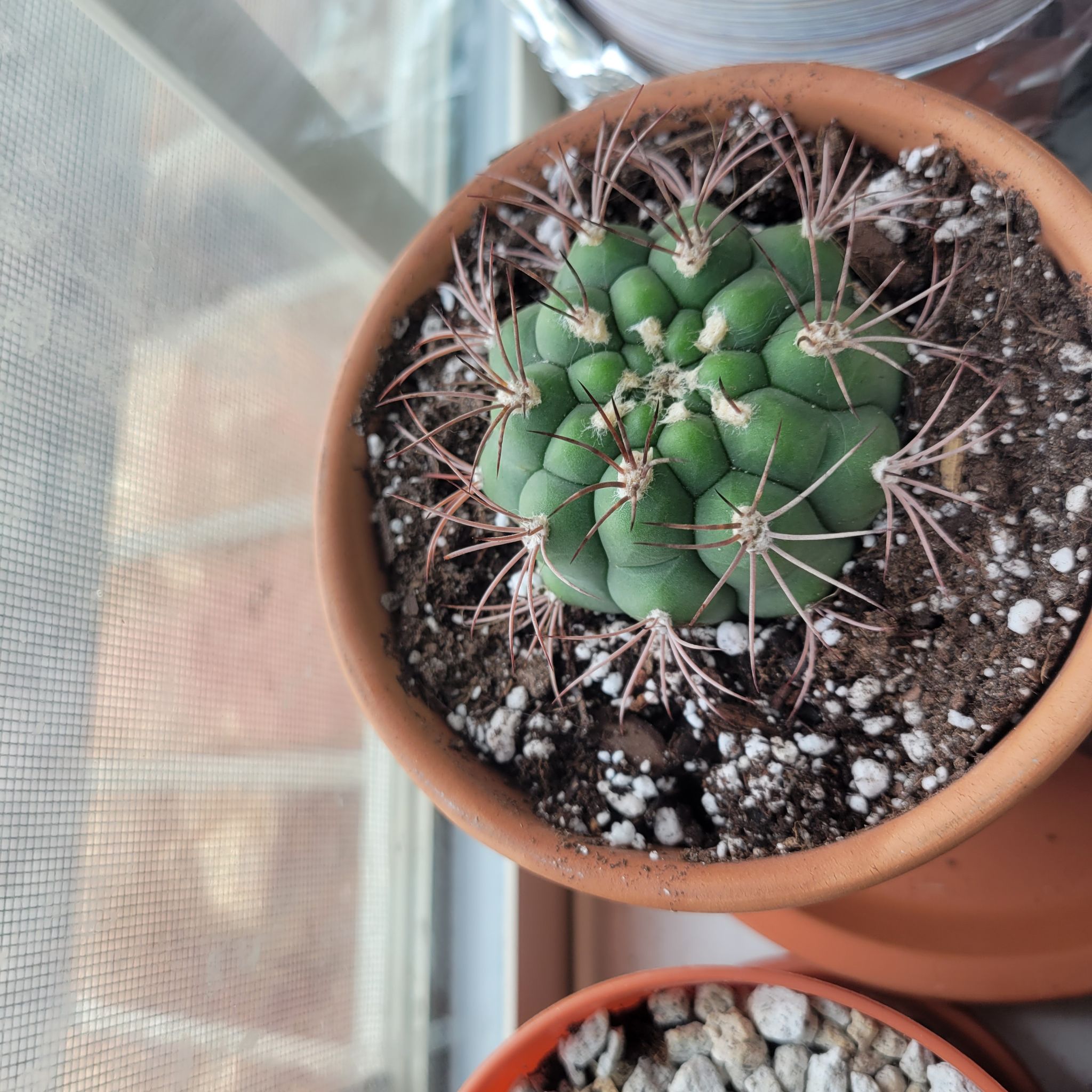 Photo of the plant species Gymnocalycium pflanzii by @thatguy named Walter on Greg, the plant care app