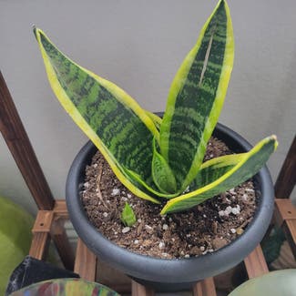 Snake Plant plant in Round Rock, Texas